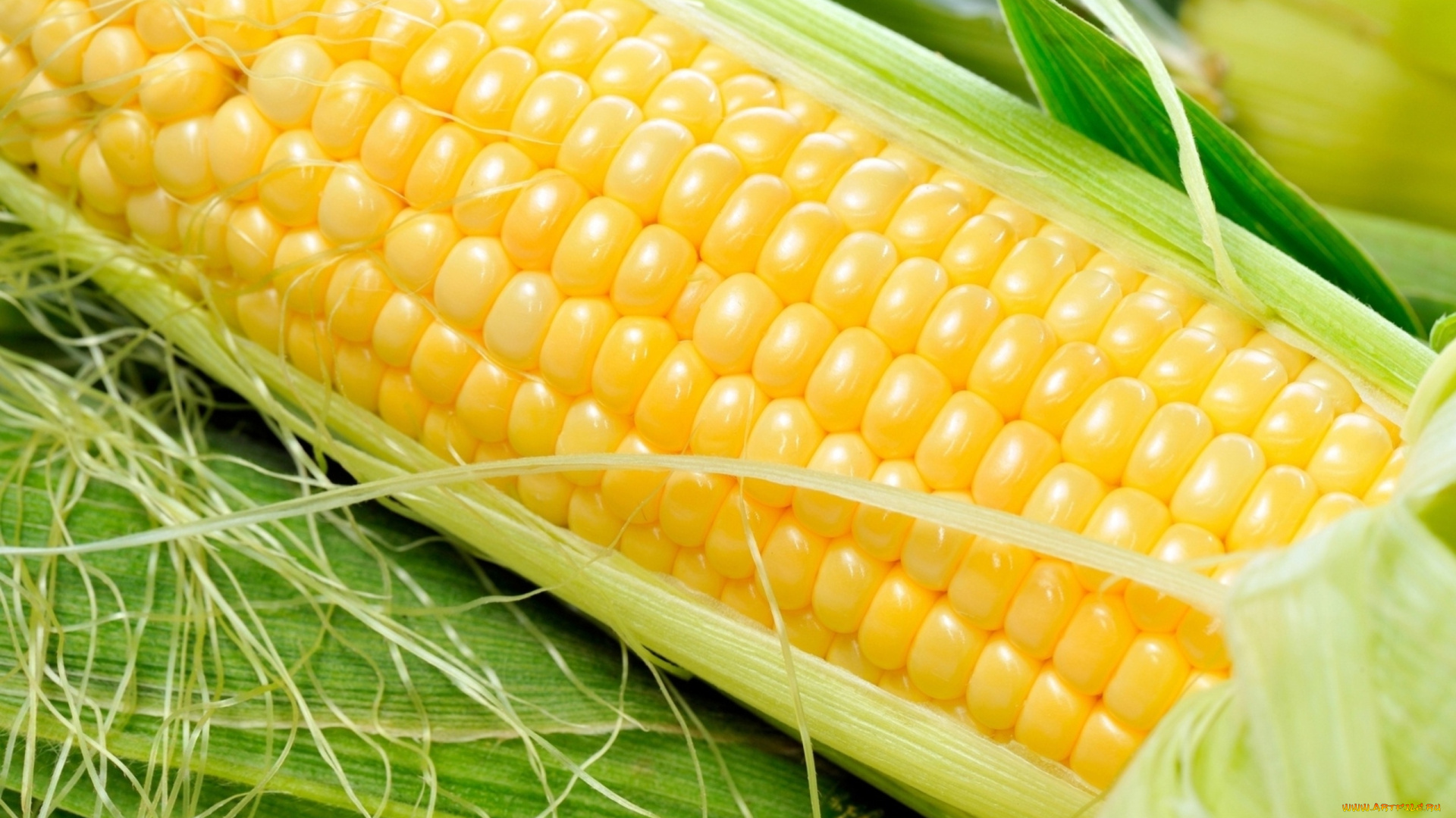 еда, кукуруза