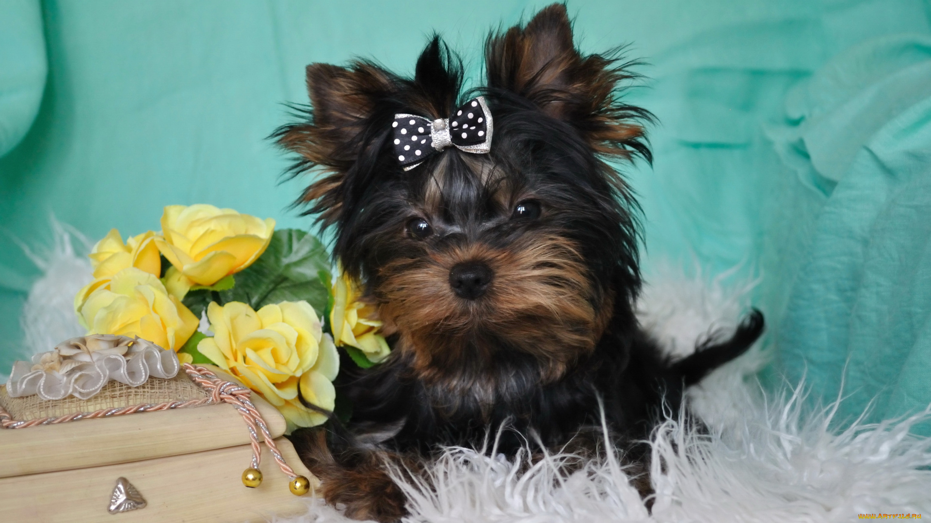 йоркширский, терьер, животные, собаки, собака