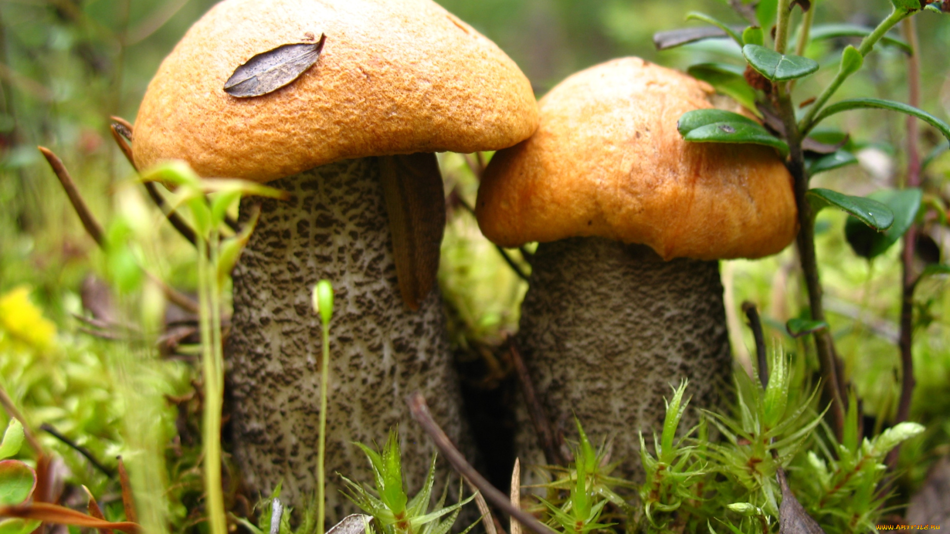 природа, грибы, парочка