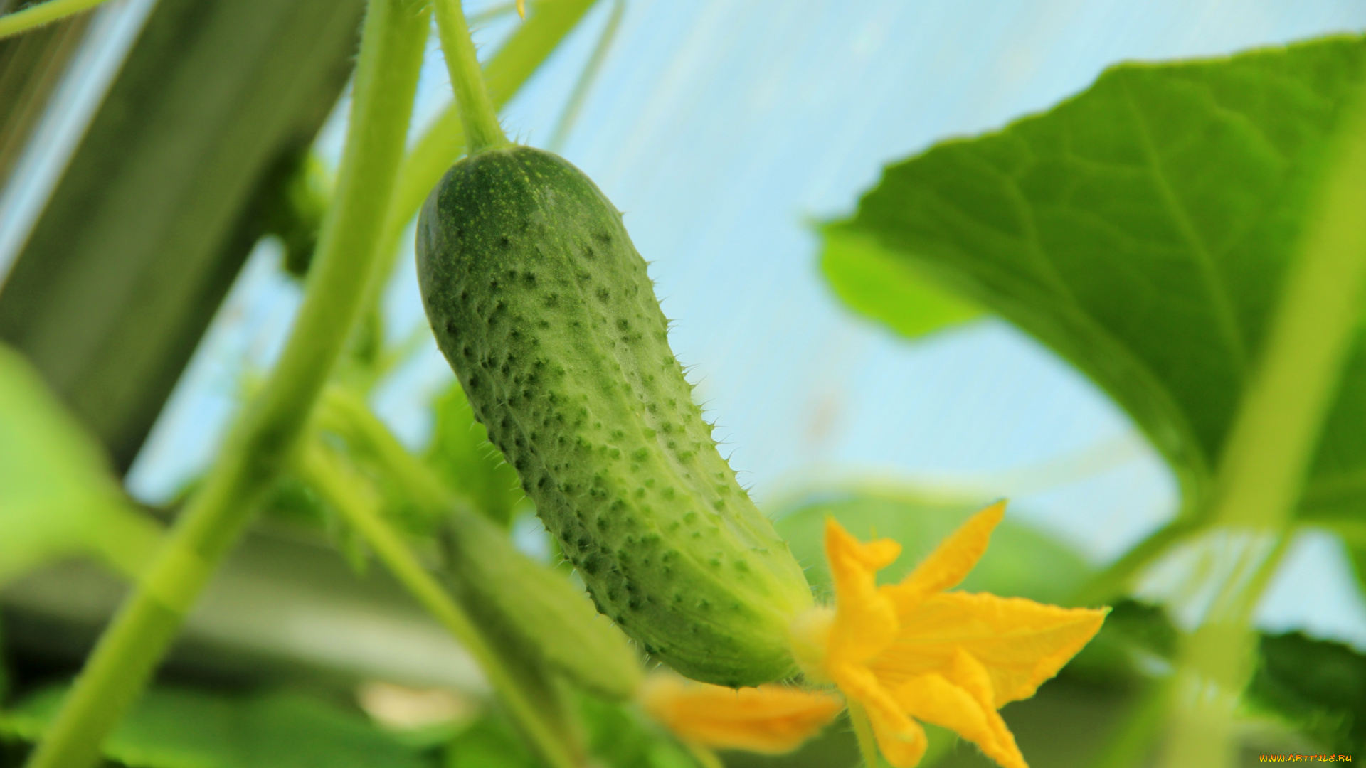 природа, плоды, огурчик