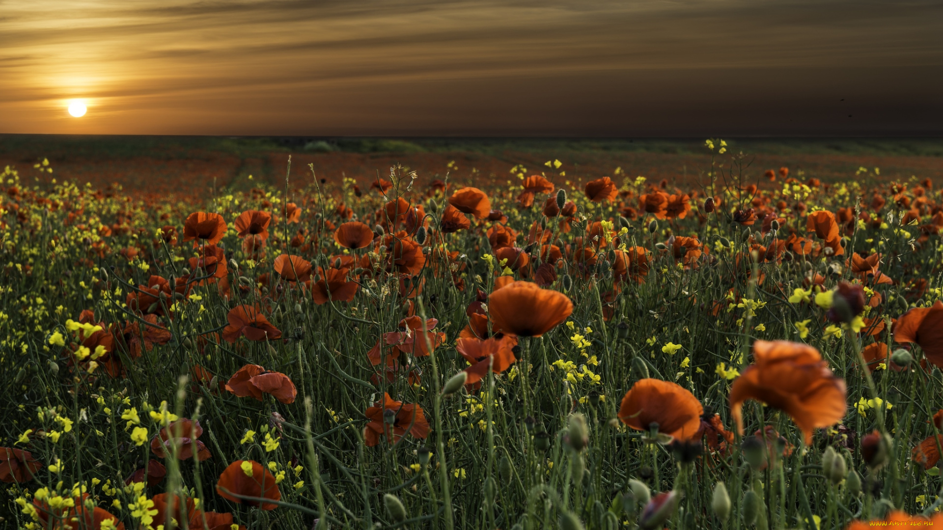 природа, восходы, закаты, маки, закат