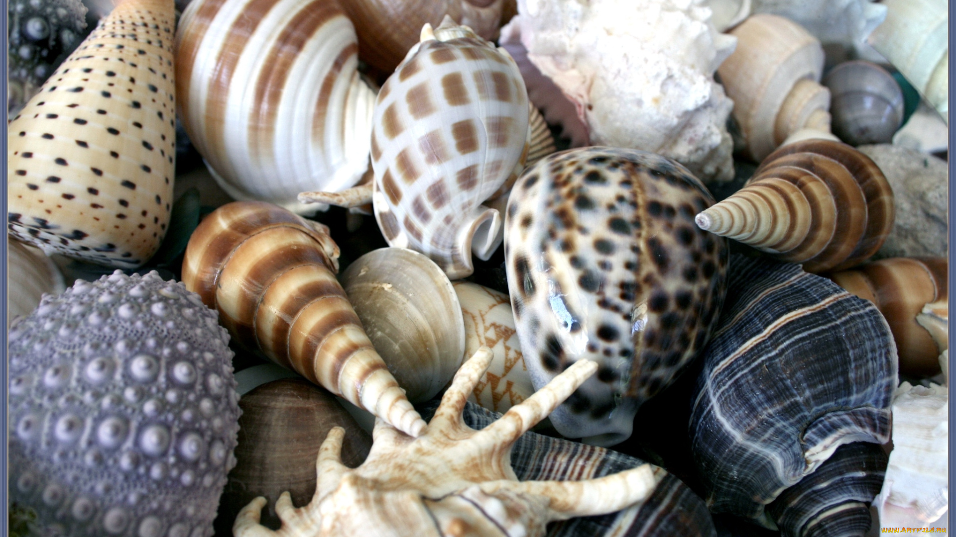 разное, ракушки, кораллы, декоративные, spa, камни