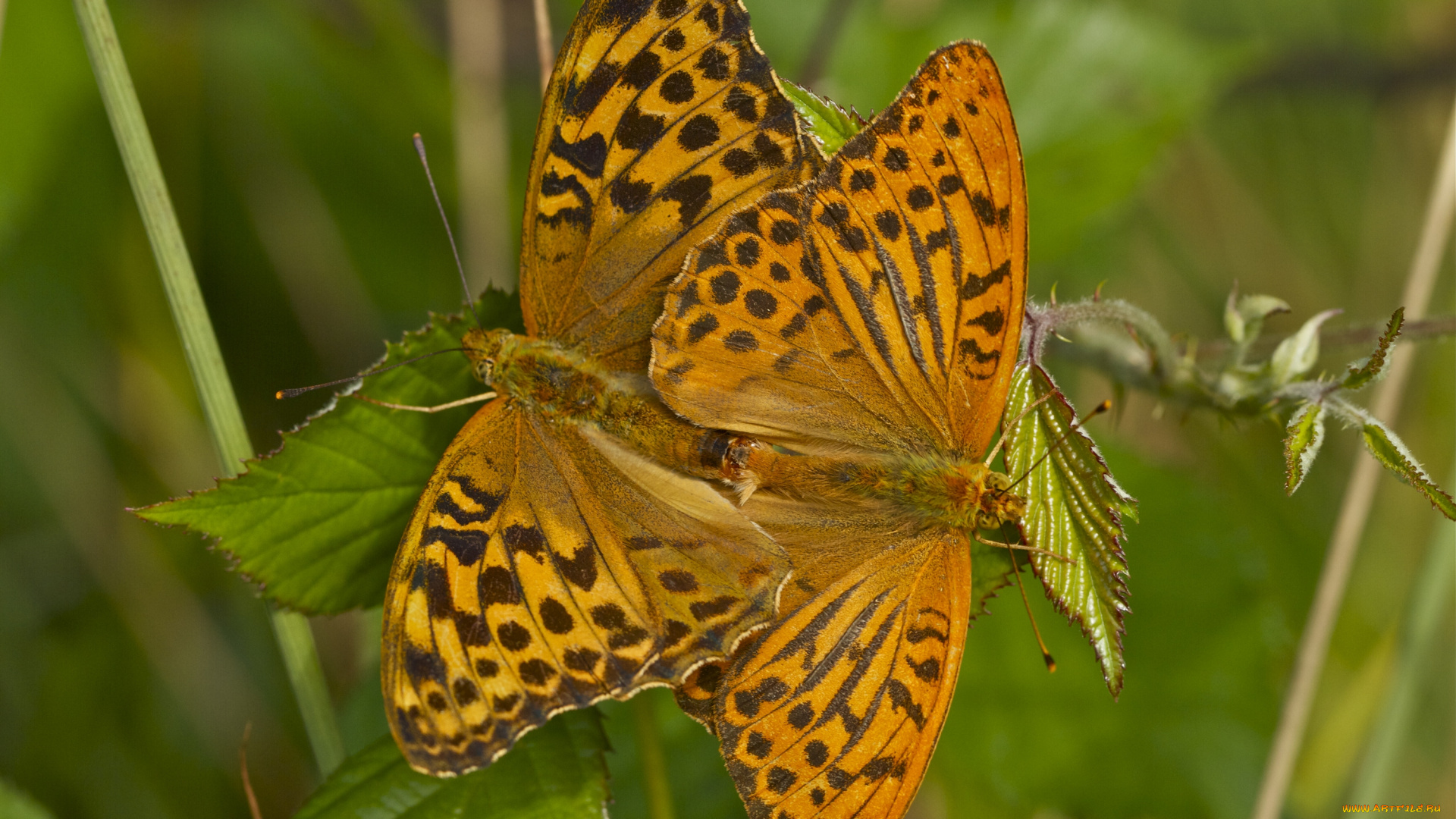 животные, бабочки, перламутровка, адиппа, парочка, макро, листья, красная