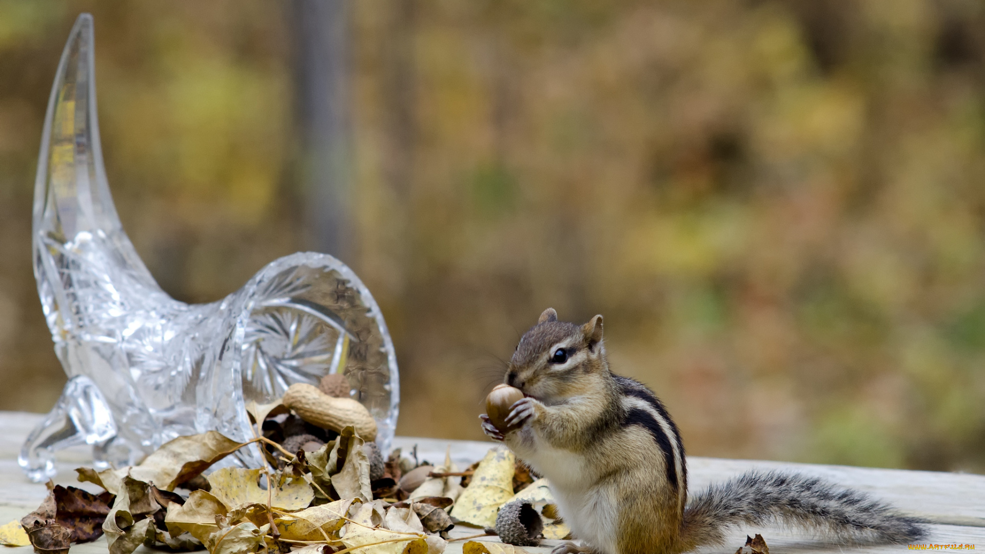 животные, бурундуки, зверек, арахис