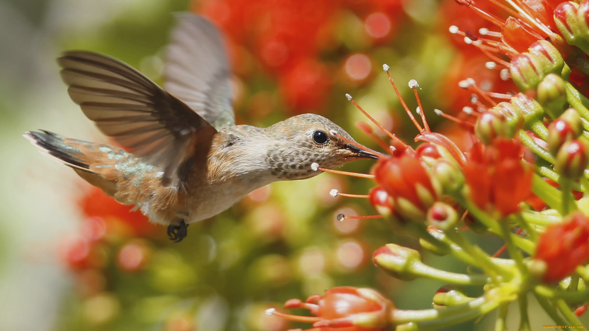 животные, колибри, цветы, полет, кроха