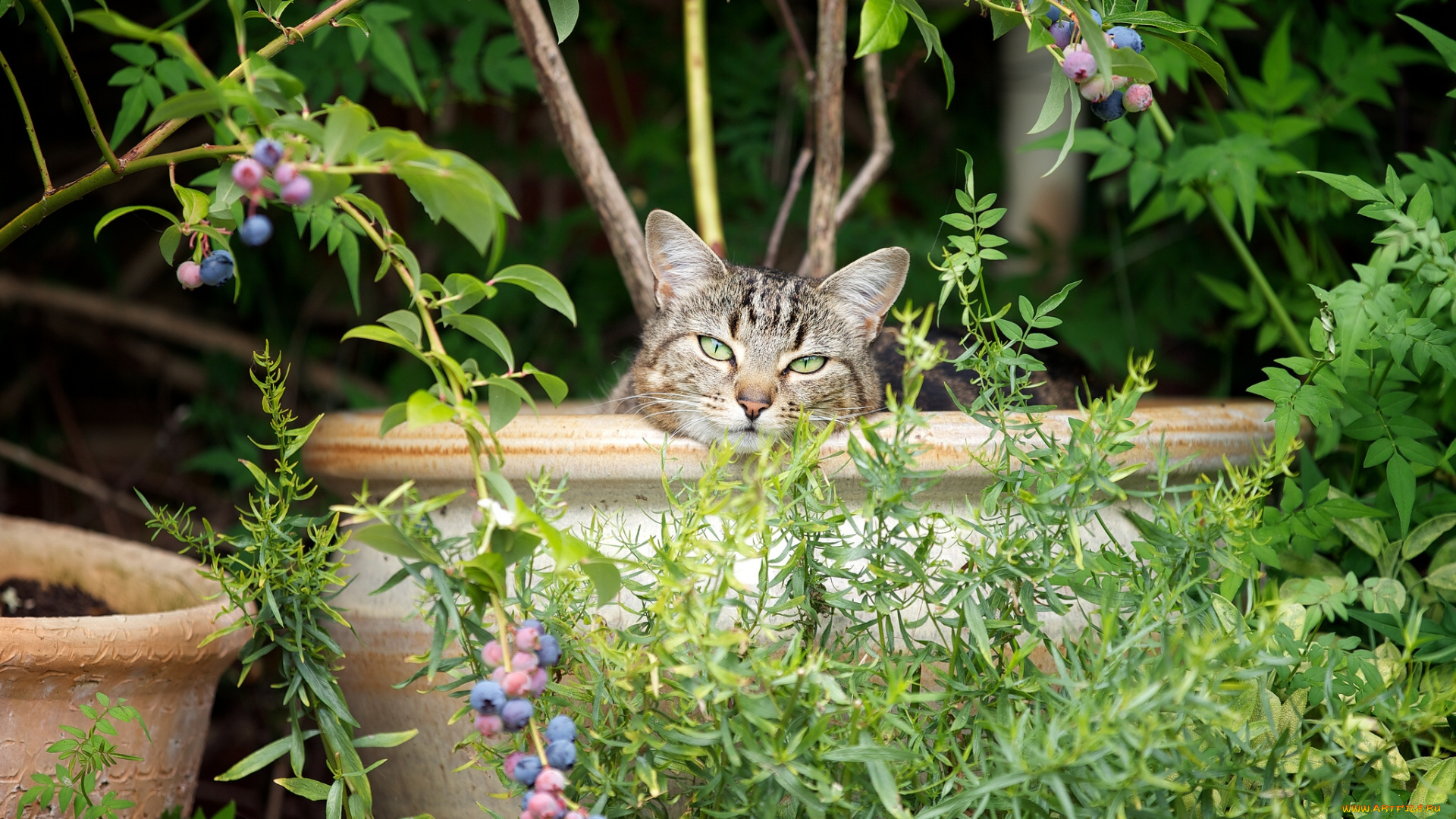 животные, коты, мордочка, вазоны, ягоды