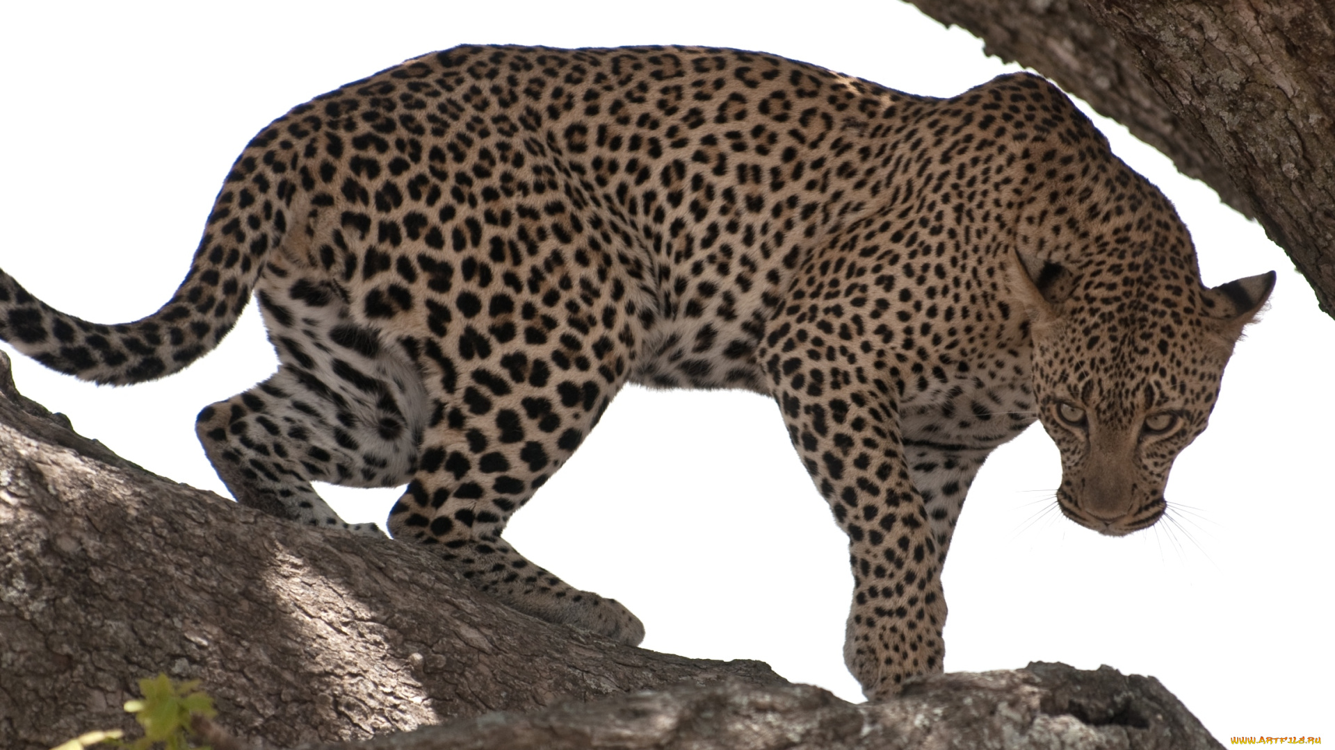 животные, леопарды, кошка