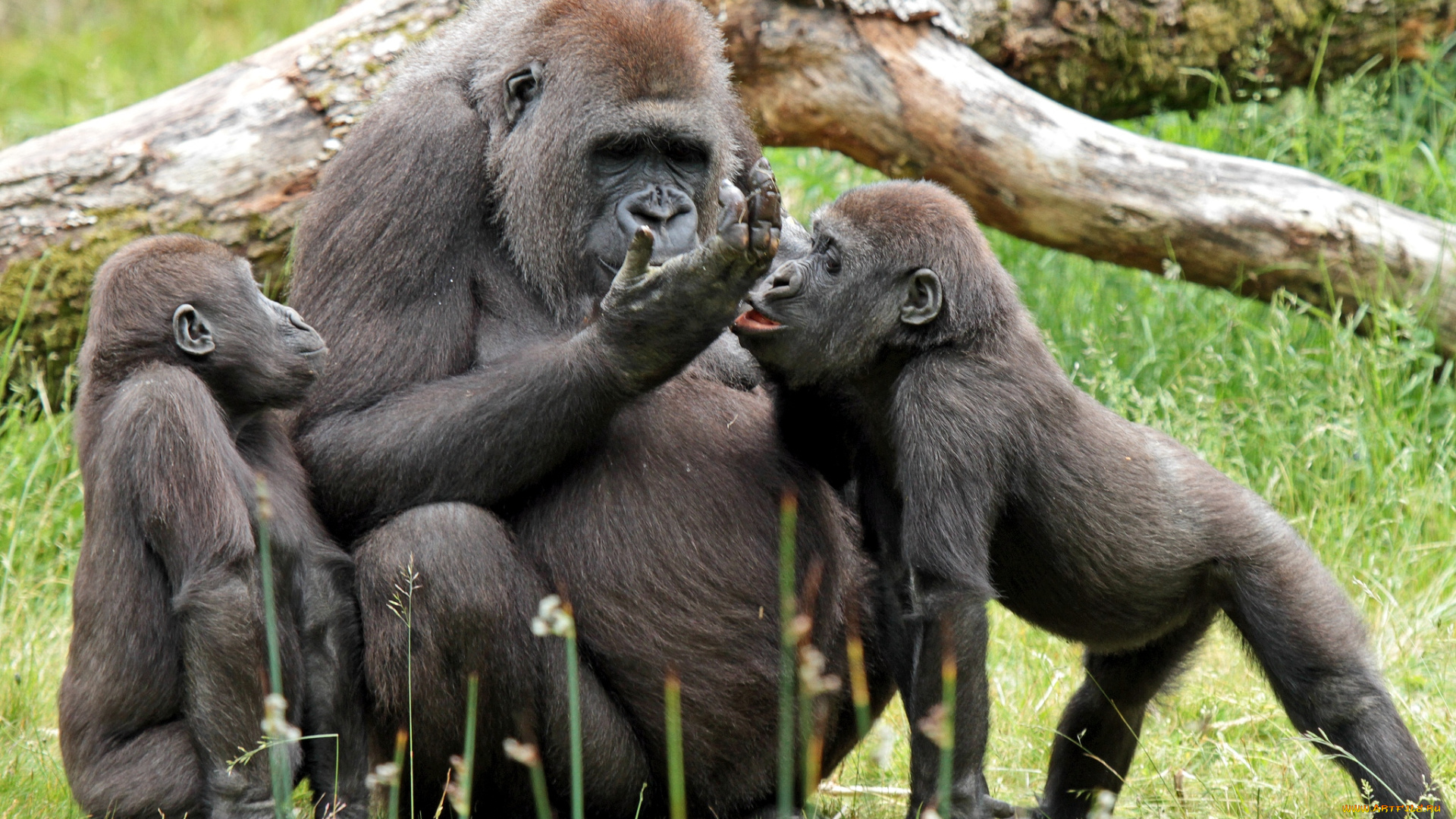 животные, обезьяны, гориллы