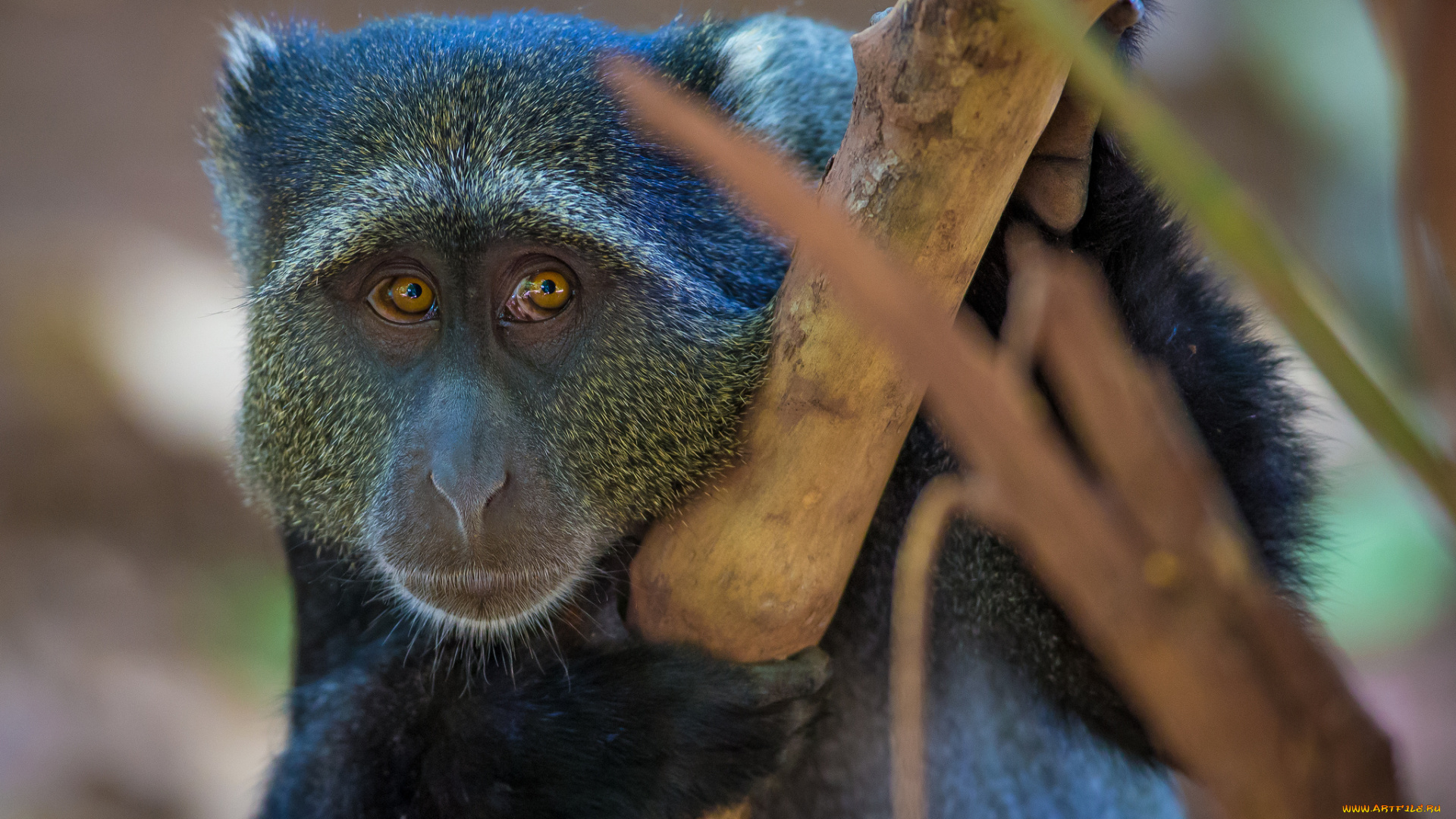животные, обезьяны, мордочка, мартышка