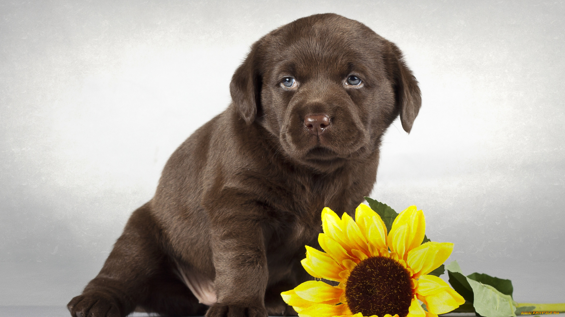 животные, собаки, подсолнух, щенок, лабрадор