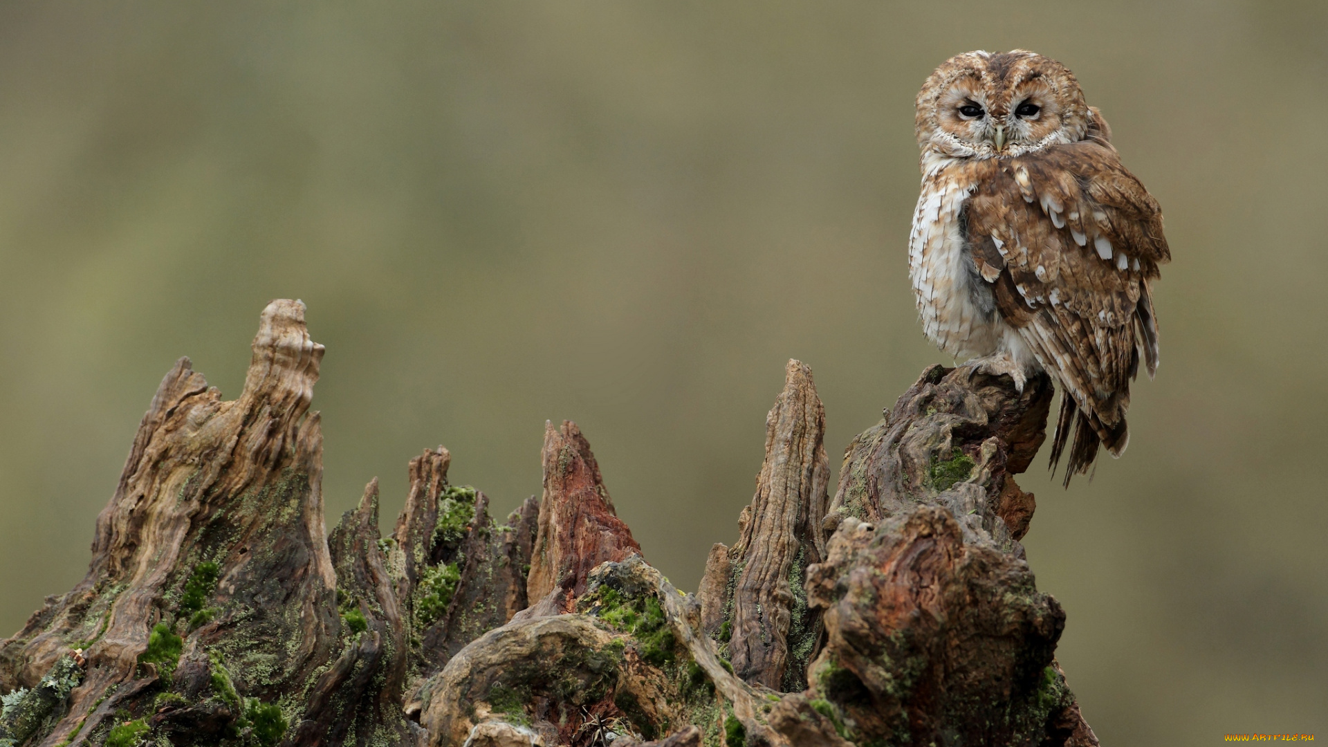 животные, совы, серая, неясыть, сыч