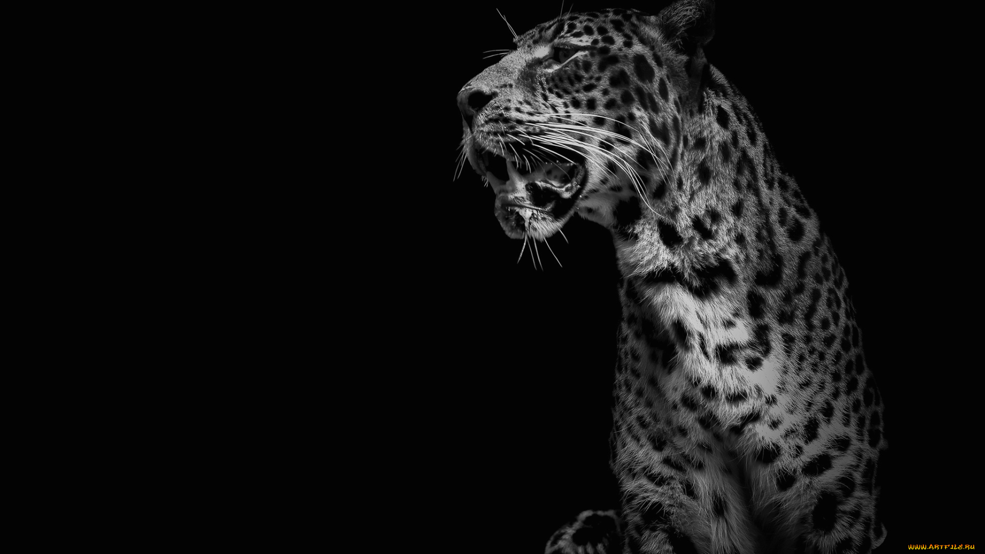 животные, Ягуары, кошка