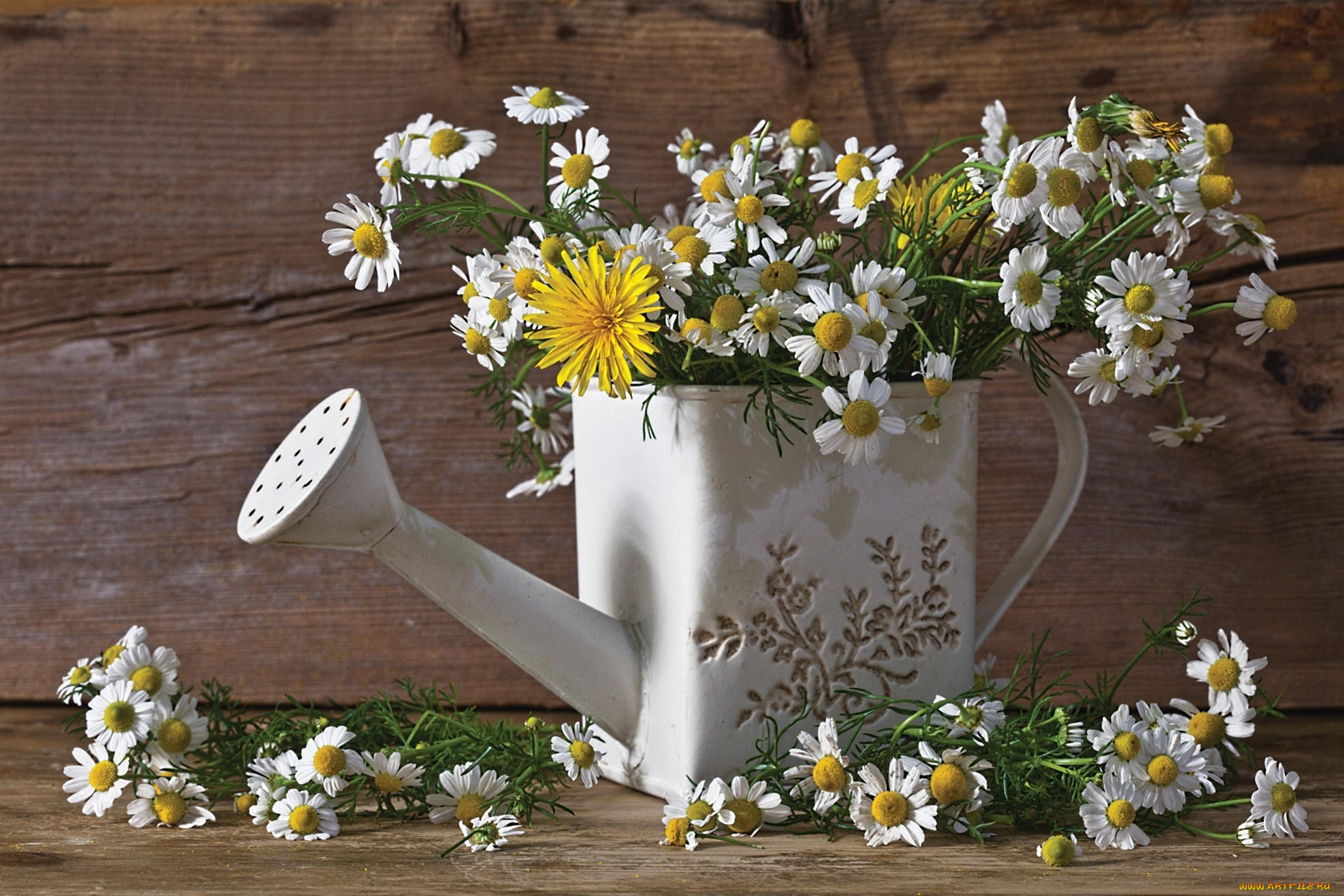 цветы, ромашки, лейка