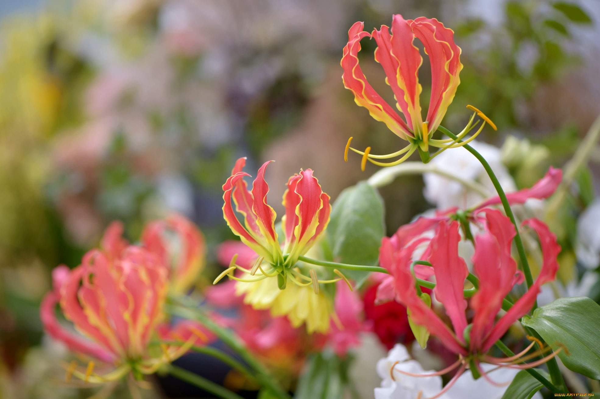 цветы, глориоза, пламя