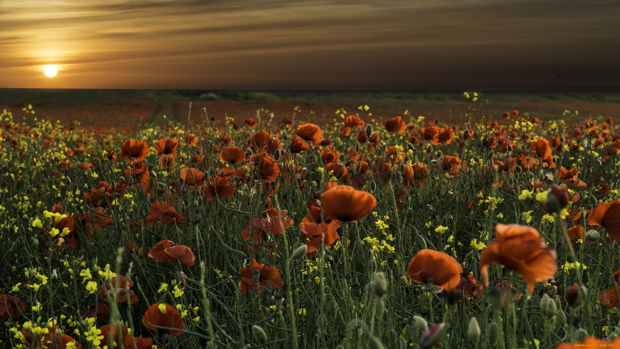 природа, восходы, закаты, маки, закат