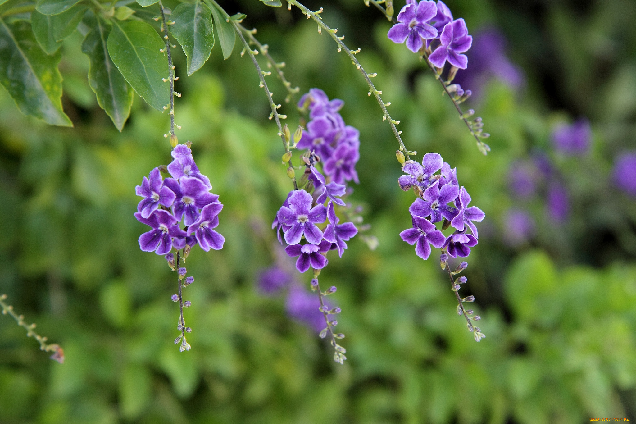 цветы, дуранта, фиолетовый