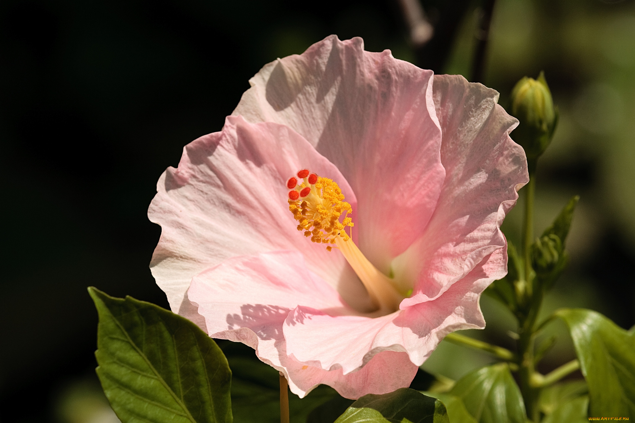 цветы, гибискусы, розовый, нежность