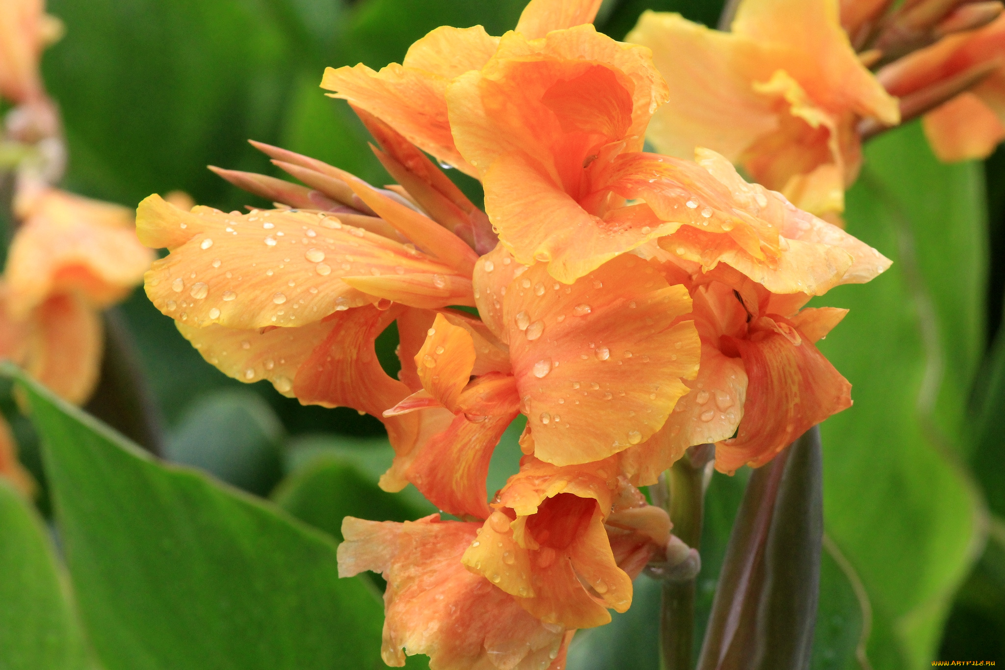 цветы, канна, оранжевый