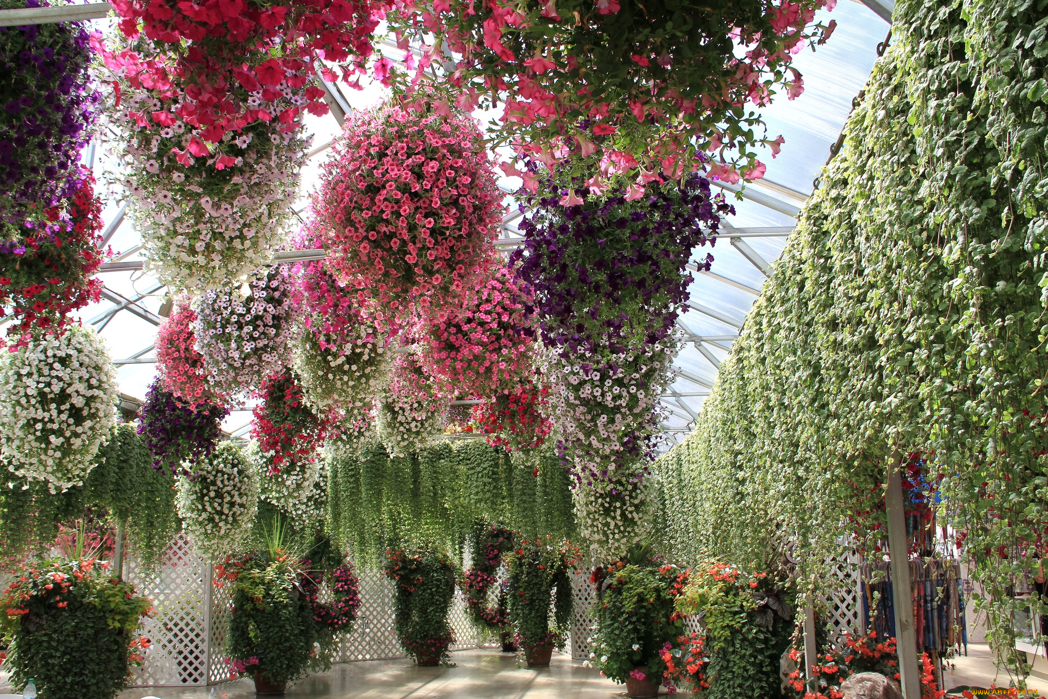 цветы, разные, вместе, петуния, оранжерея