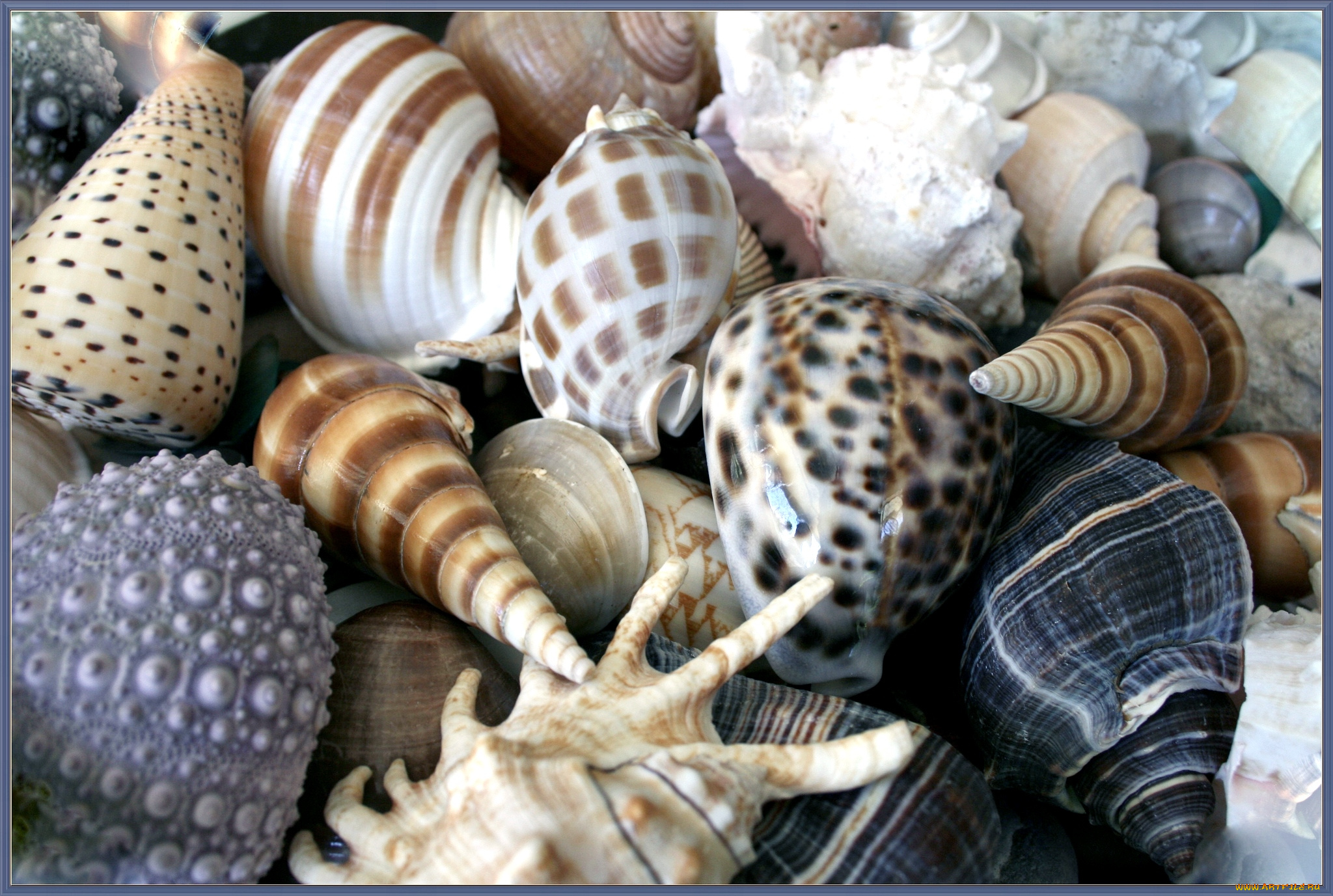 разное, ракушки, кораллы, декоративные, spa, камни