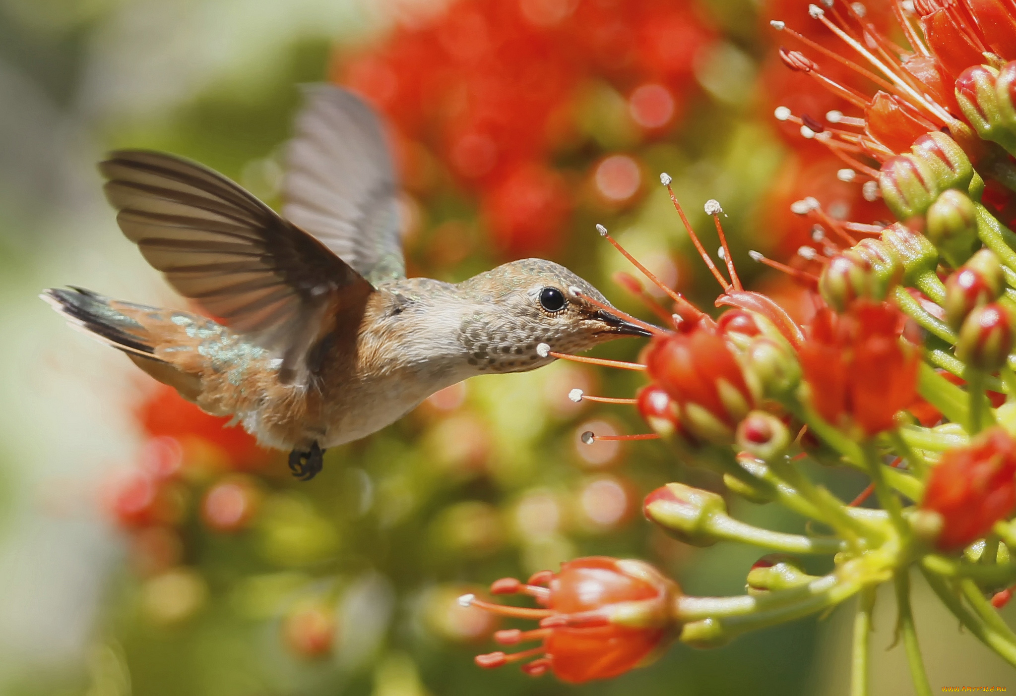 животные, колибри, цветы, полет, кроха