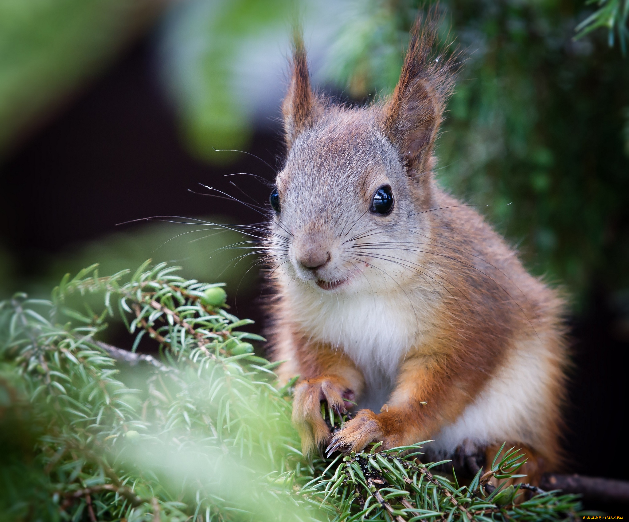животные, белки, зверек
