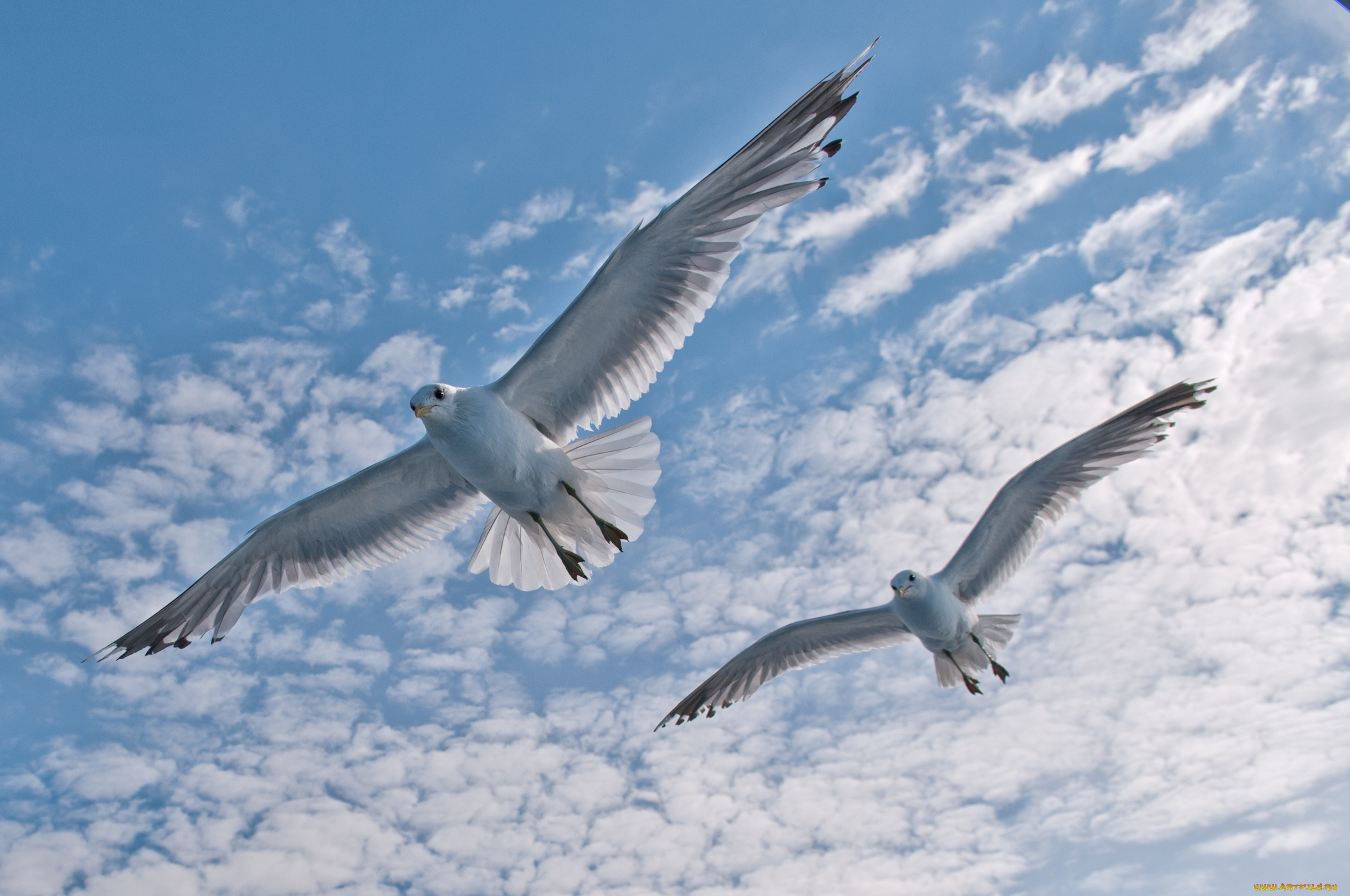 животные, Чайки, бакланы, крачки, полет, небо