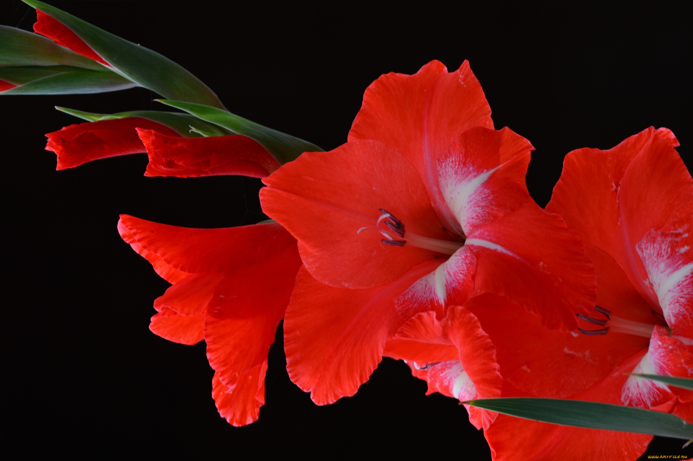 цветы, гладиолусы, красный