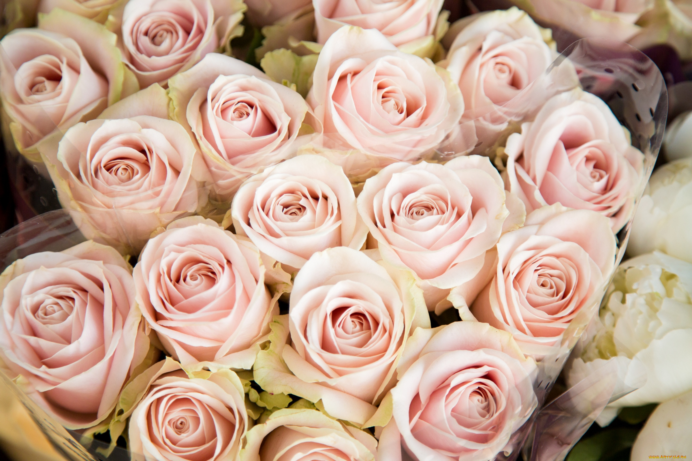 цветы, розы, розовый