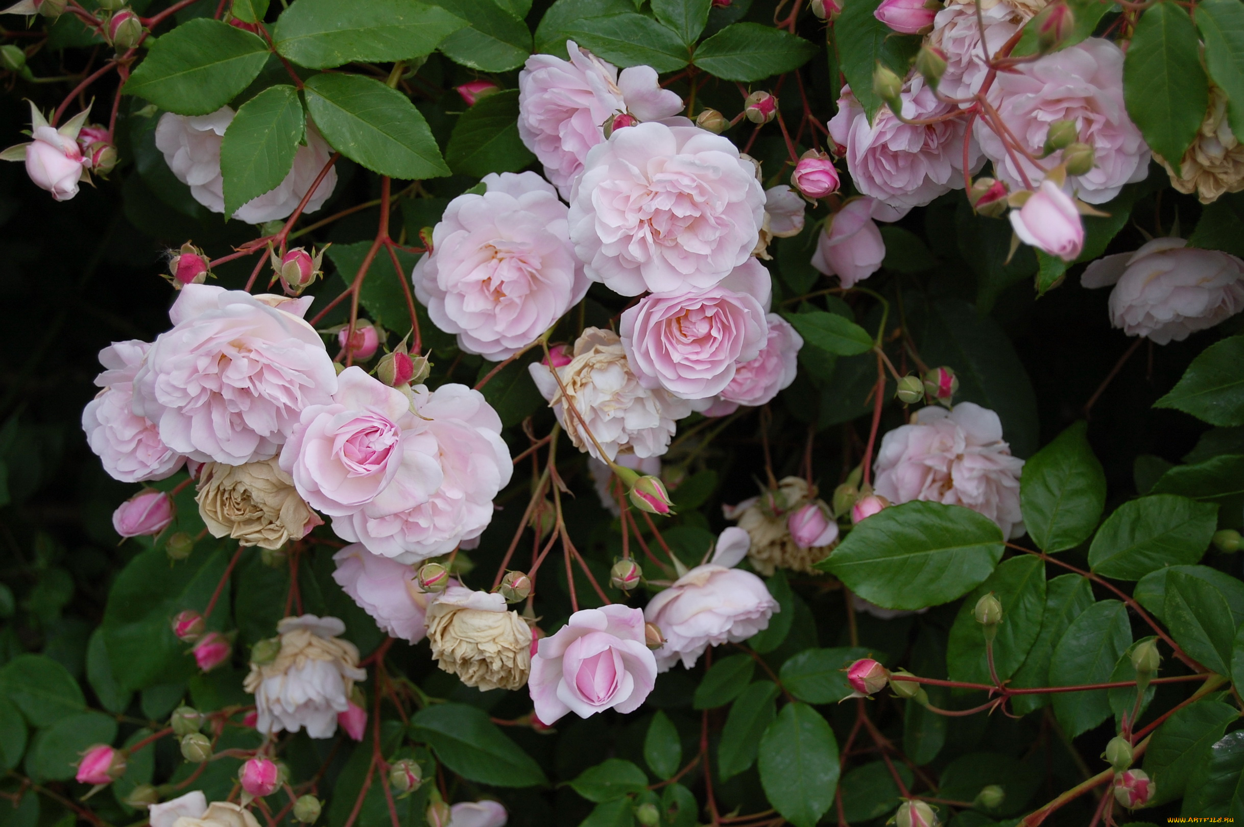 цветы, розы, куст