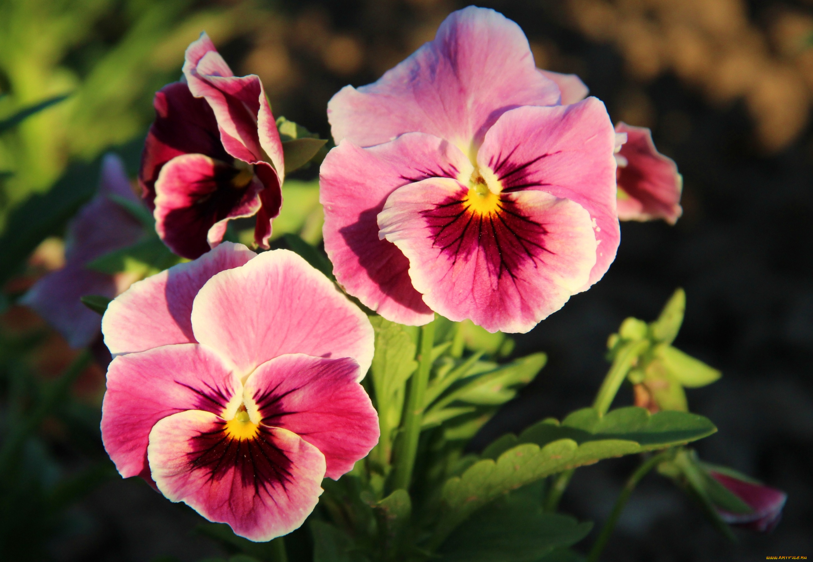 цветы, анютины, глазки, садовые, фиалки, дуэт, розовый
