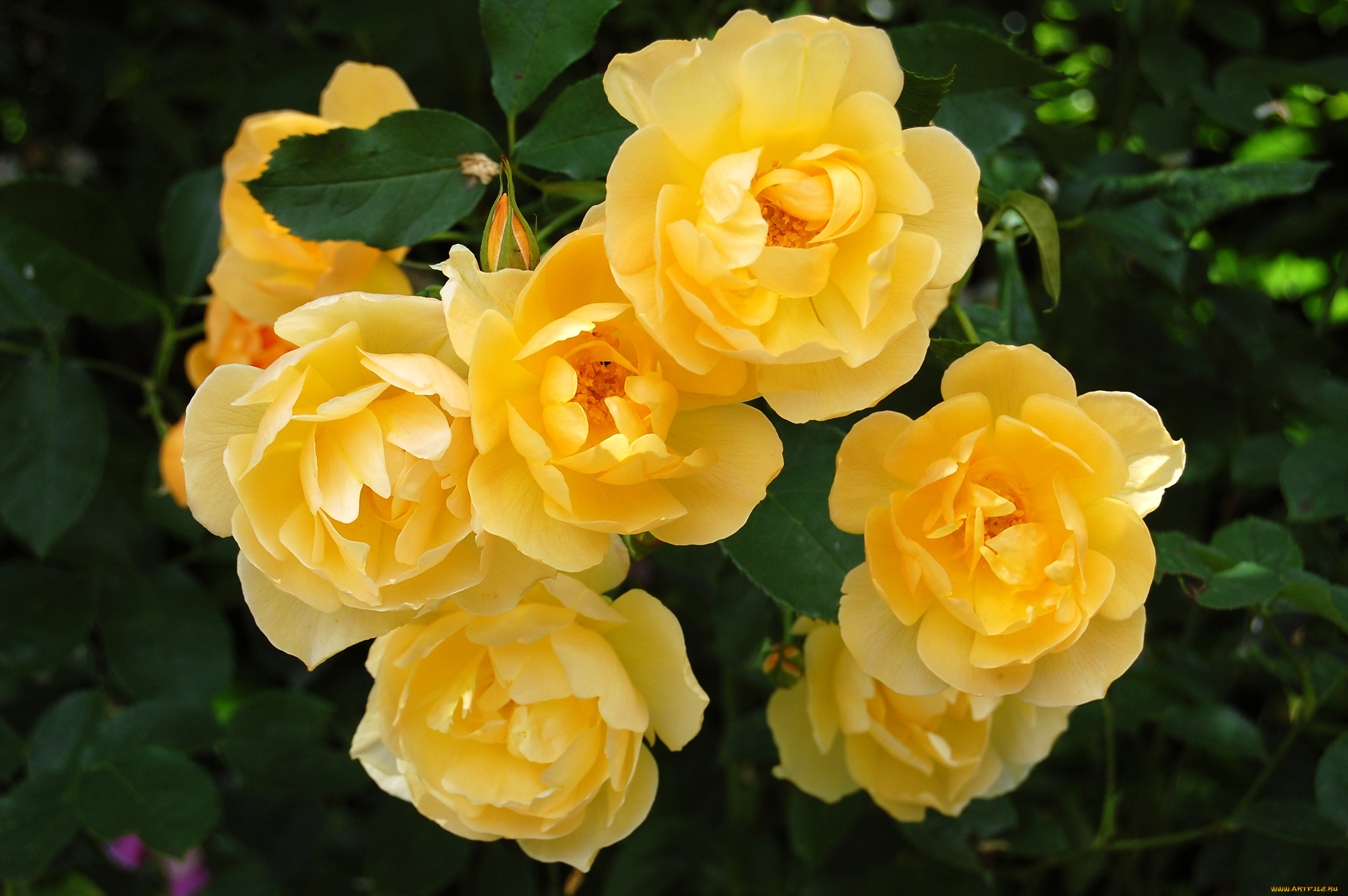 цветы, розы