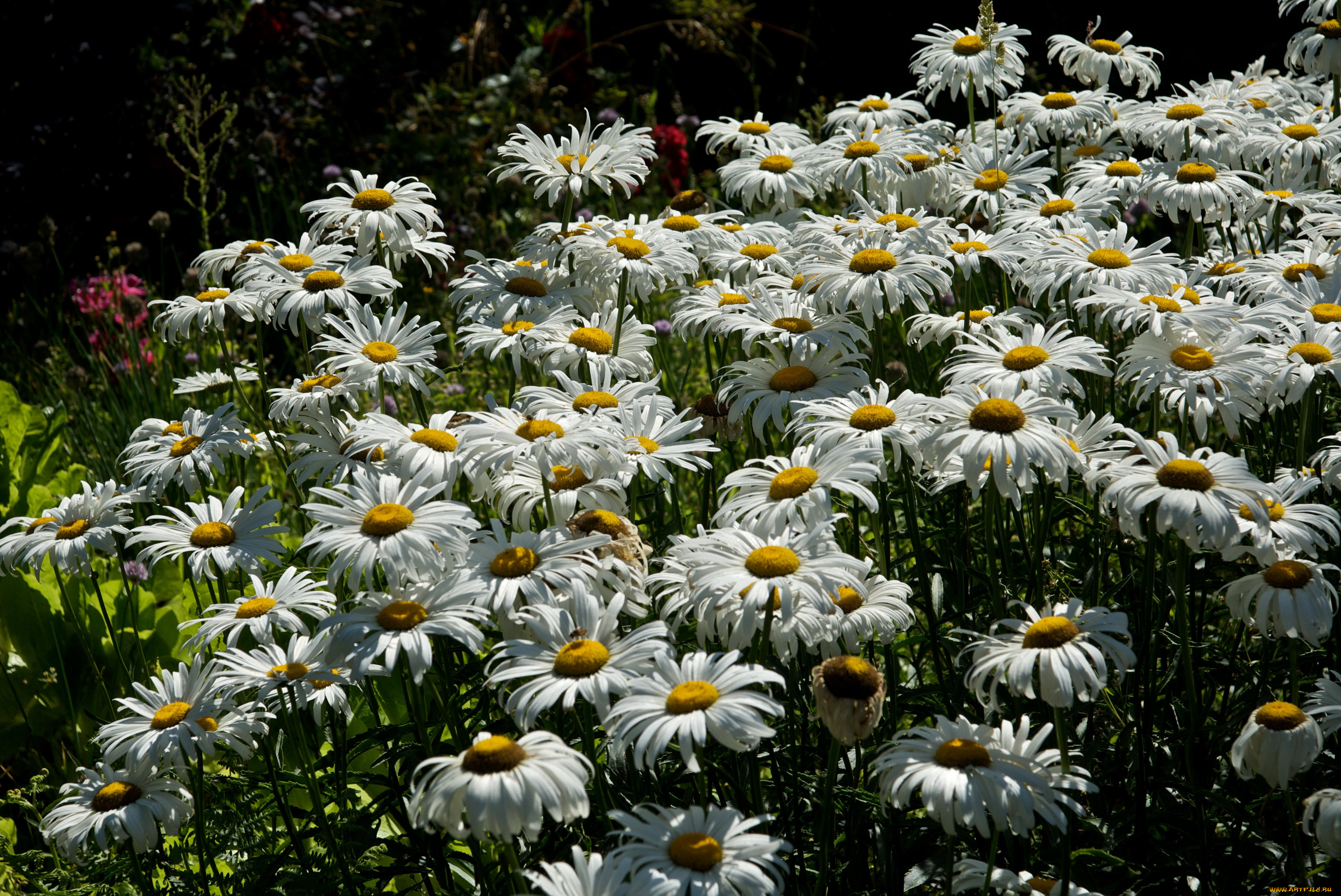 цветы, ромашки