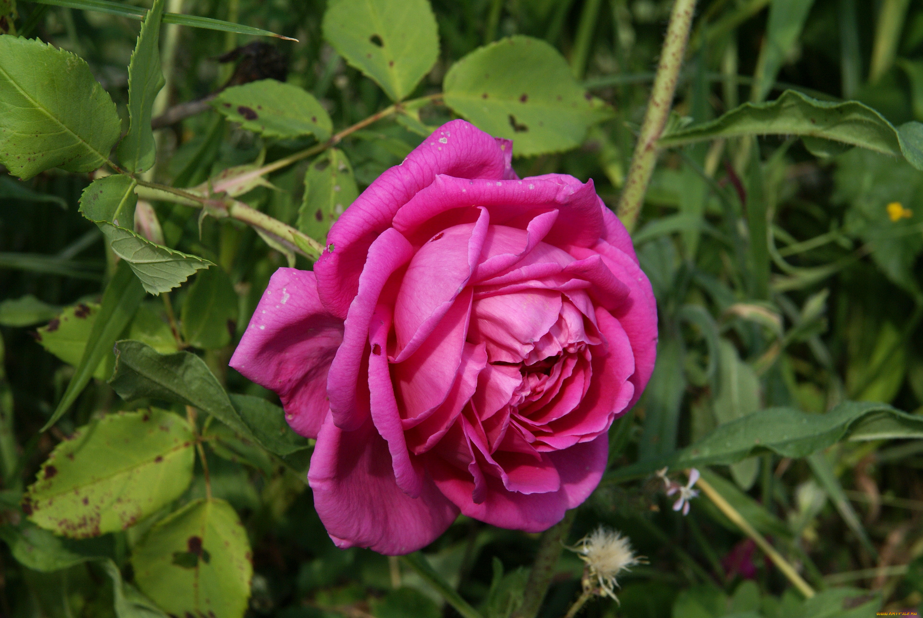 цветы, розы, куст, роза