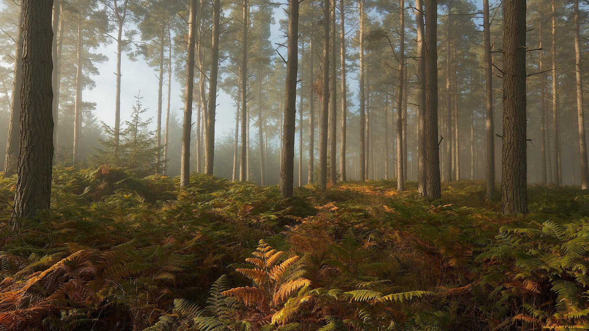 природа, лес, деревья, листва, свет, чаща