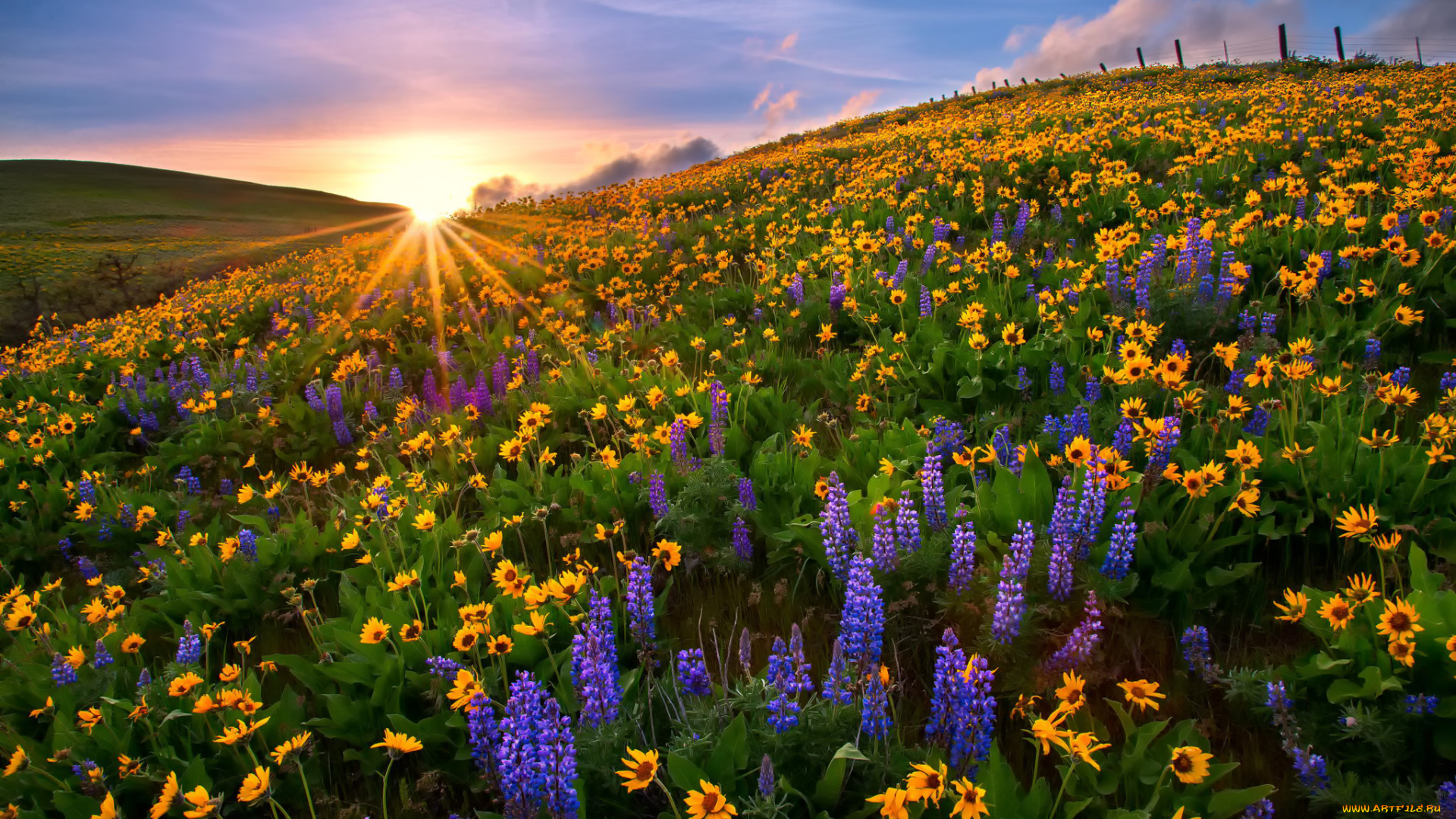 природа, луга, цветы, закат, поляна, люпины