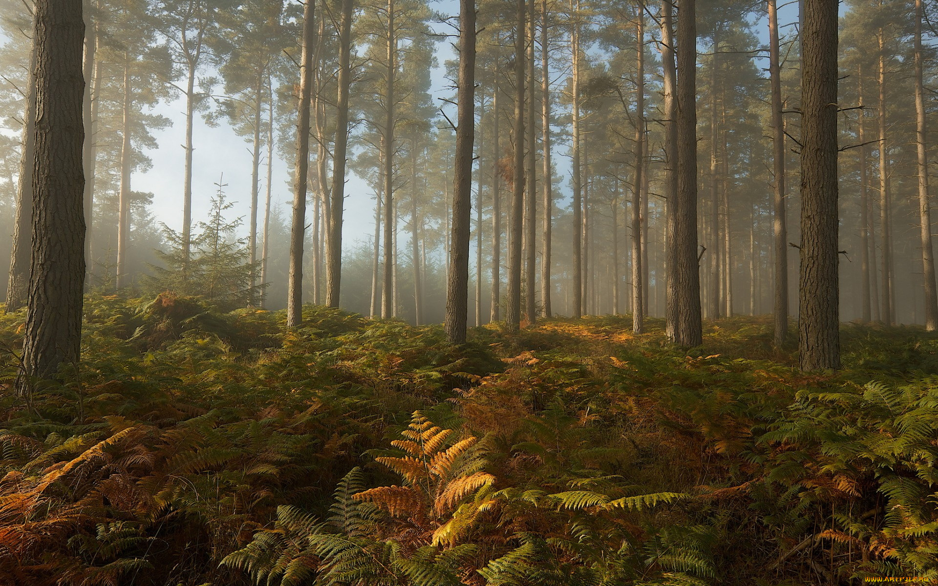 природа, лес, деревья, листва, свет, чаща