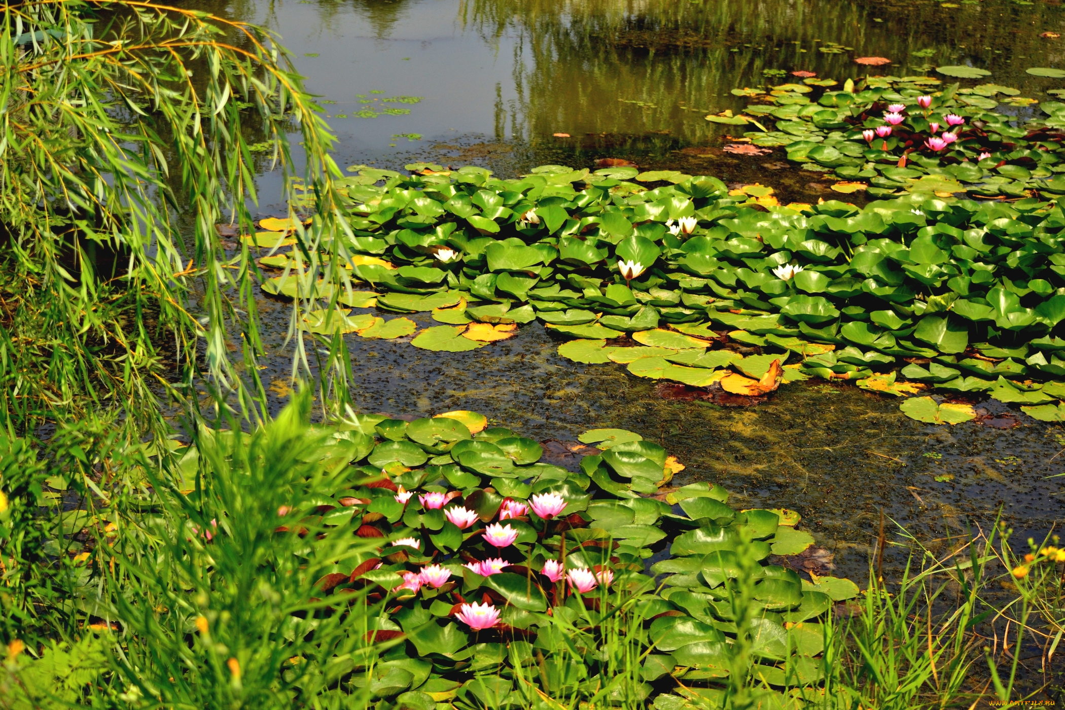 природа, реки, озера, верба, вода, кувшинки
