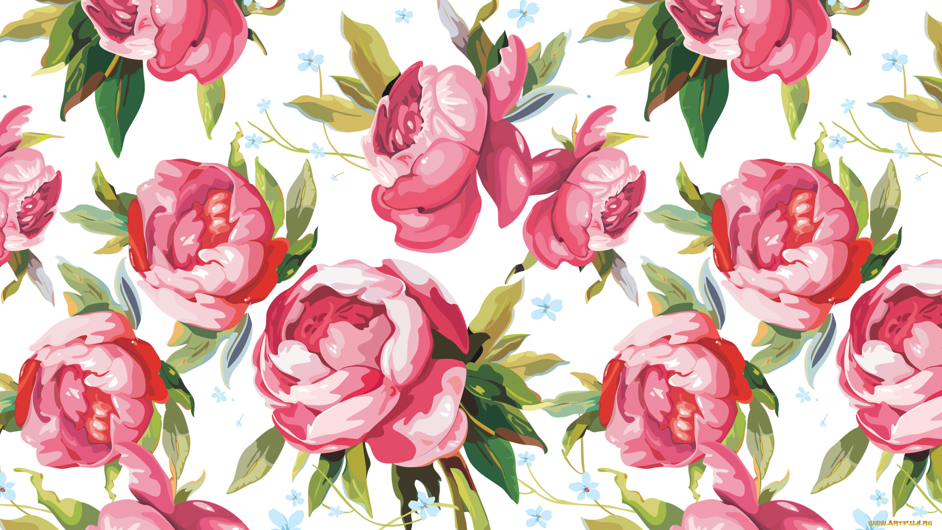 векторная, графика, цветы, , flowers, рисунок, бутоны, пионы, лепестки