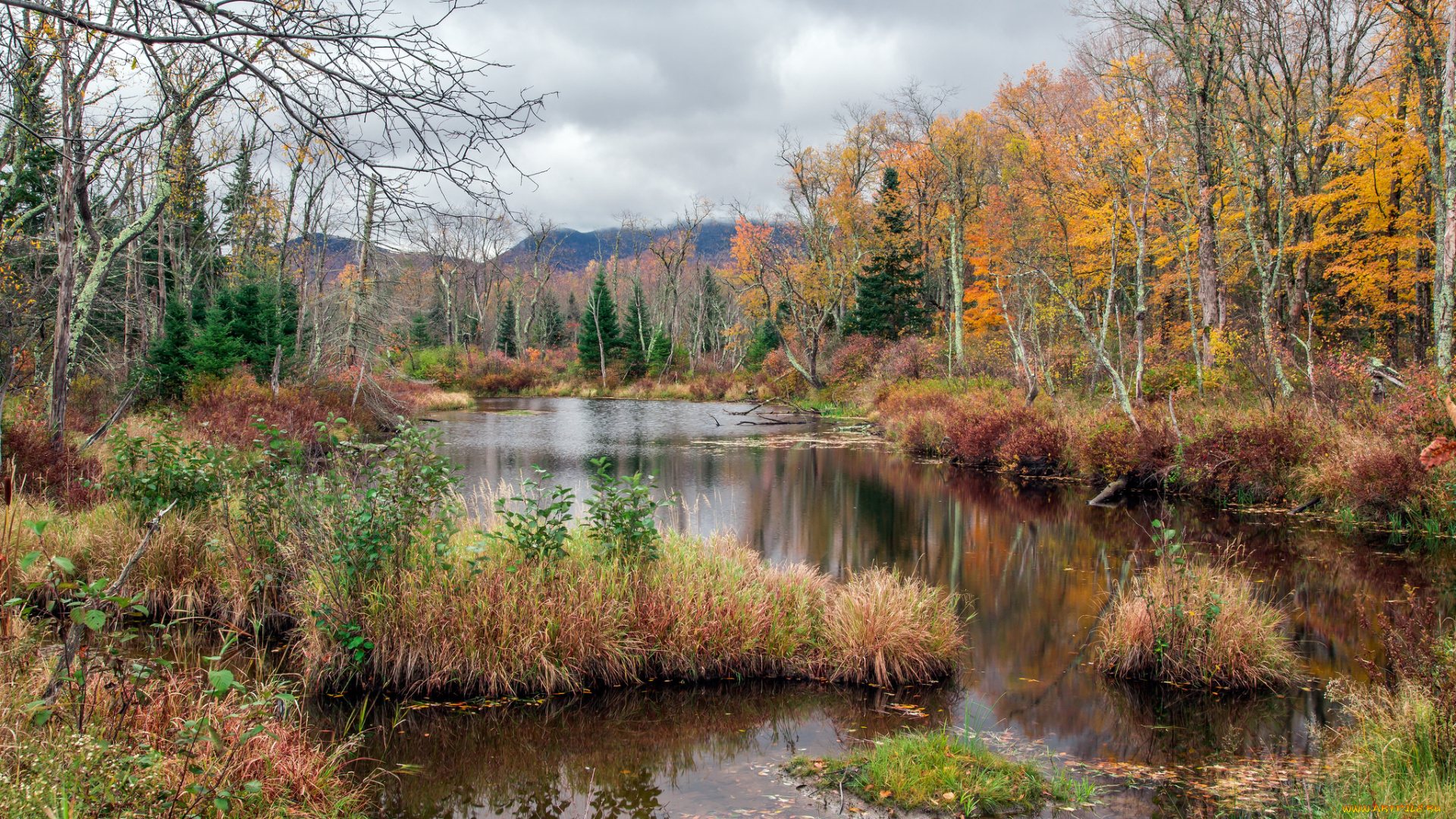 природа, реки, озера, река, лес