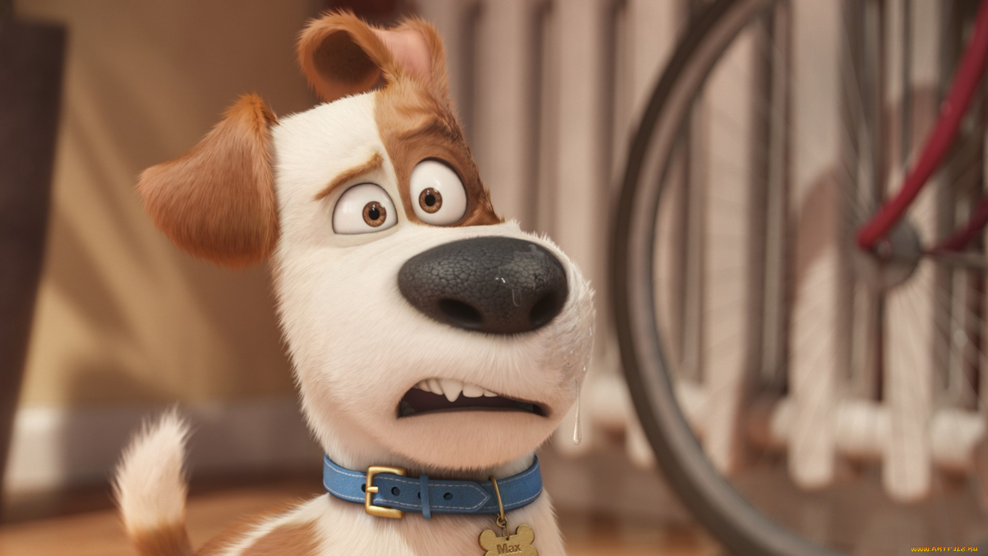 the, secret, life, of, pets, мультфильмы, персонаж