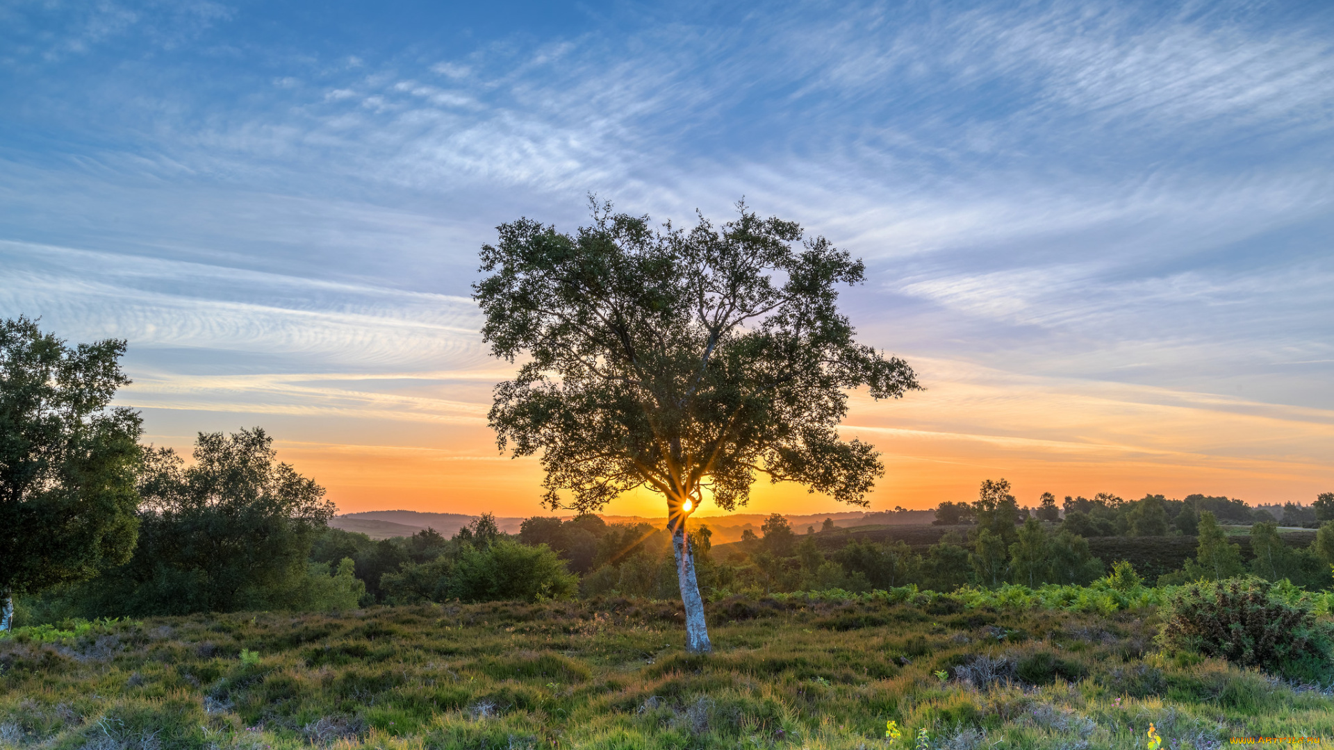 природа, деревья, рассвет