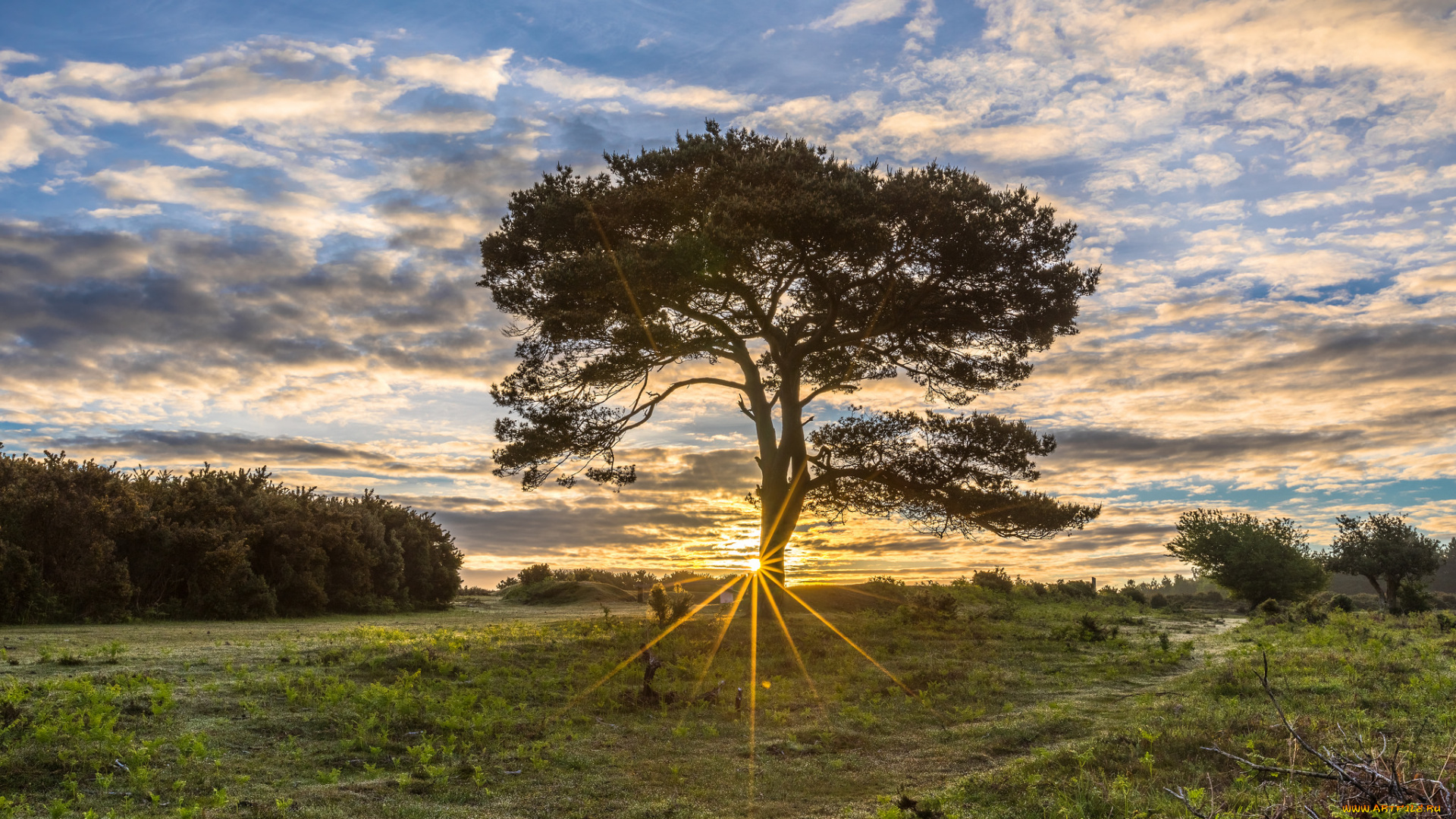 природа, деревья, рассвет