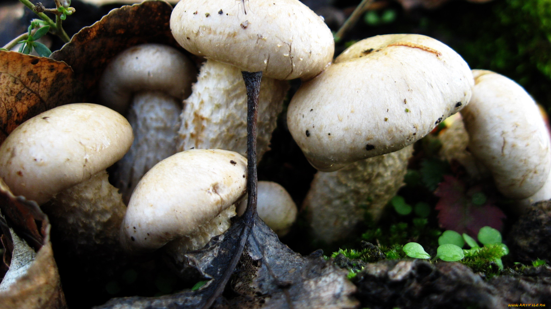 природа, грибы, семейка, грибная