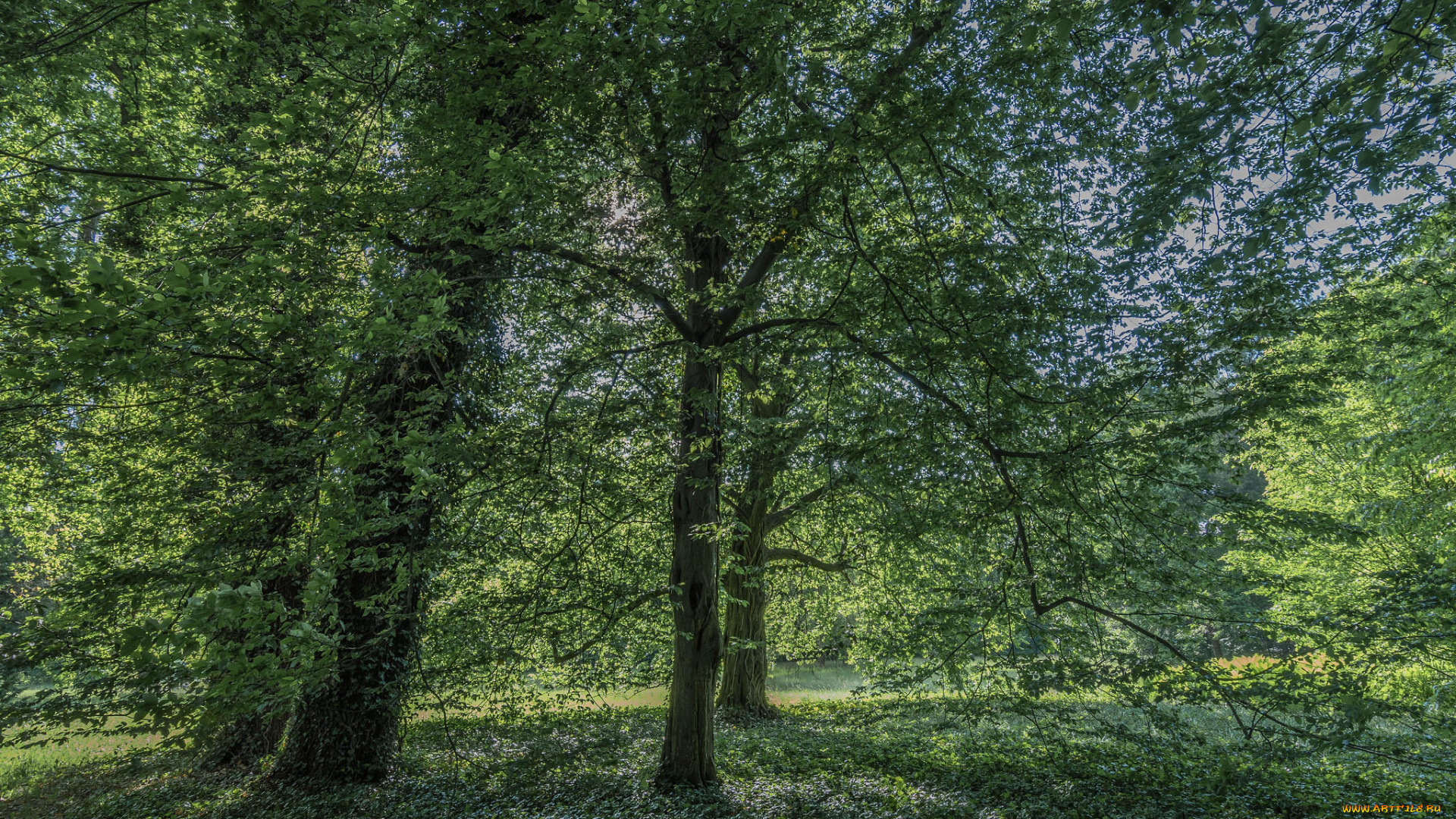 природа, лес, цветы, деревья