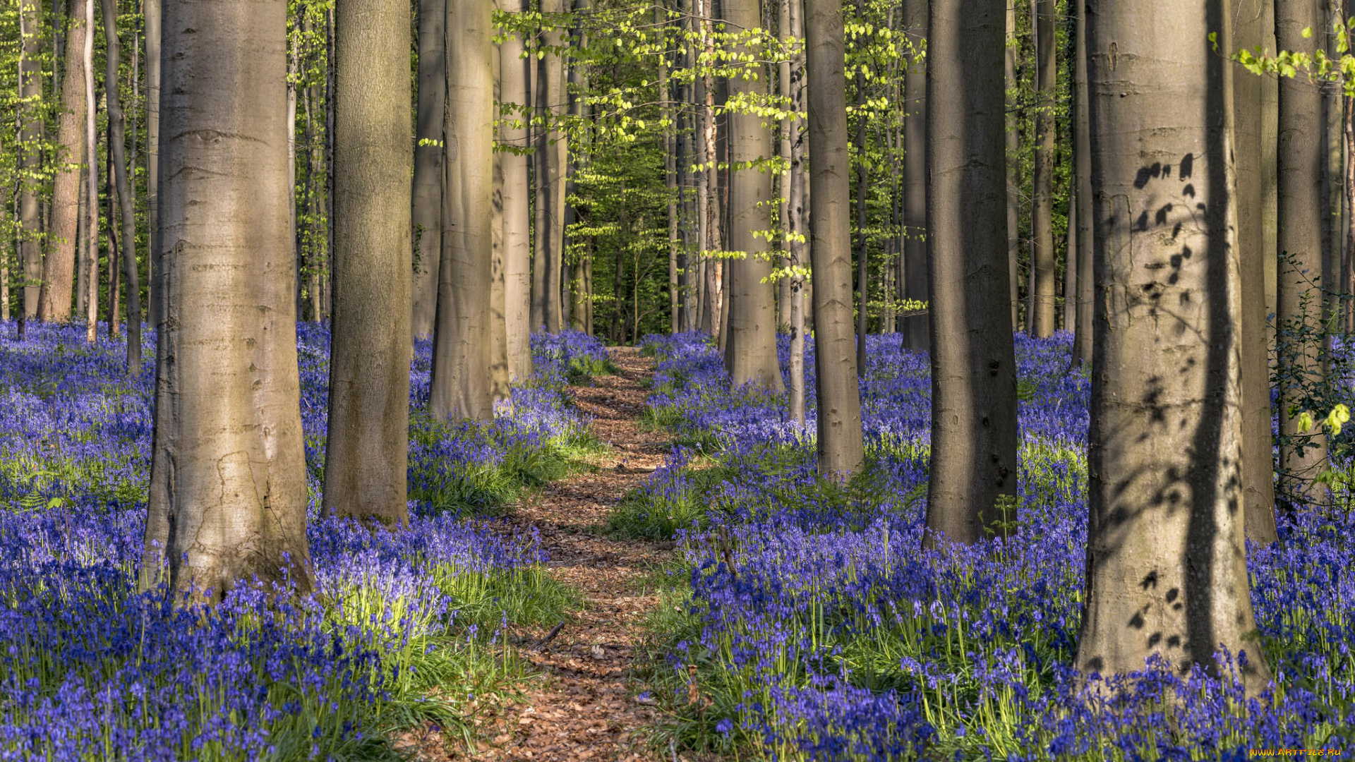 природа, лес, цветы, деревья