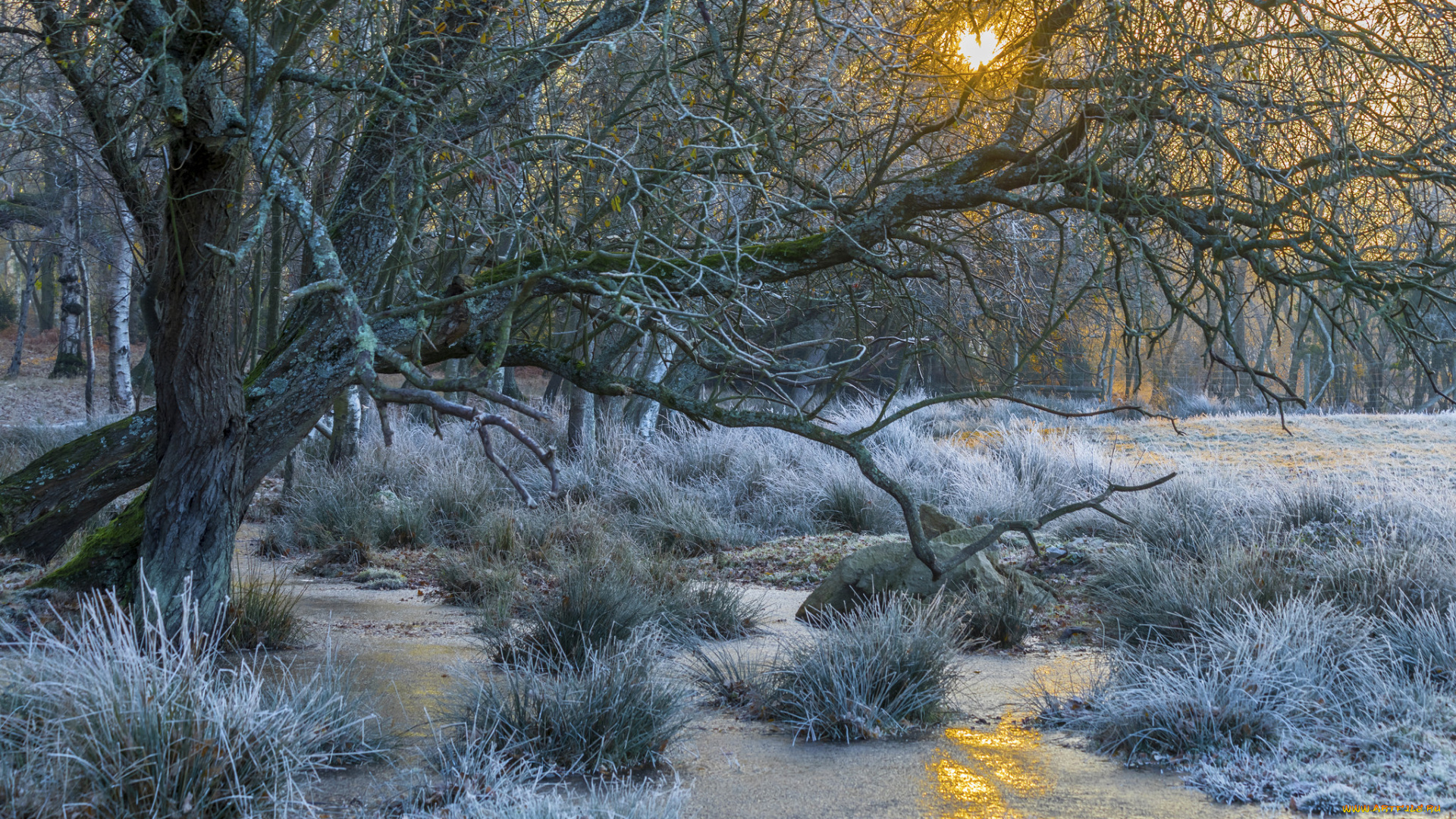 природа, лес, простор