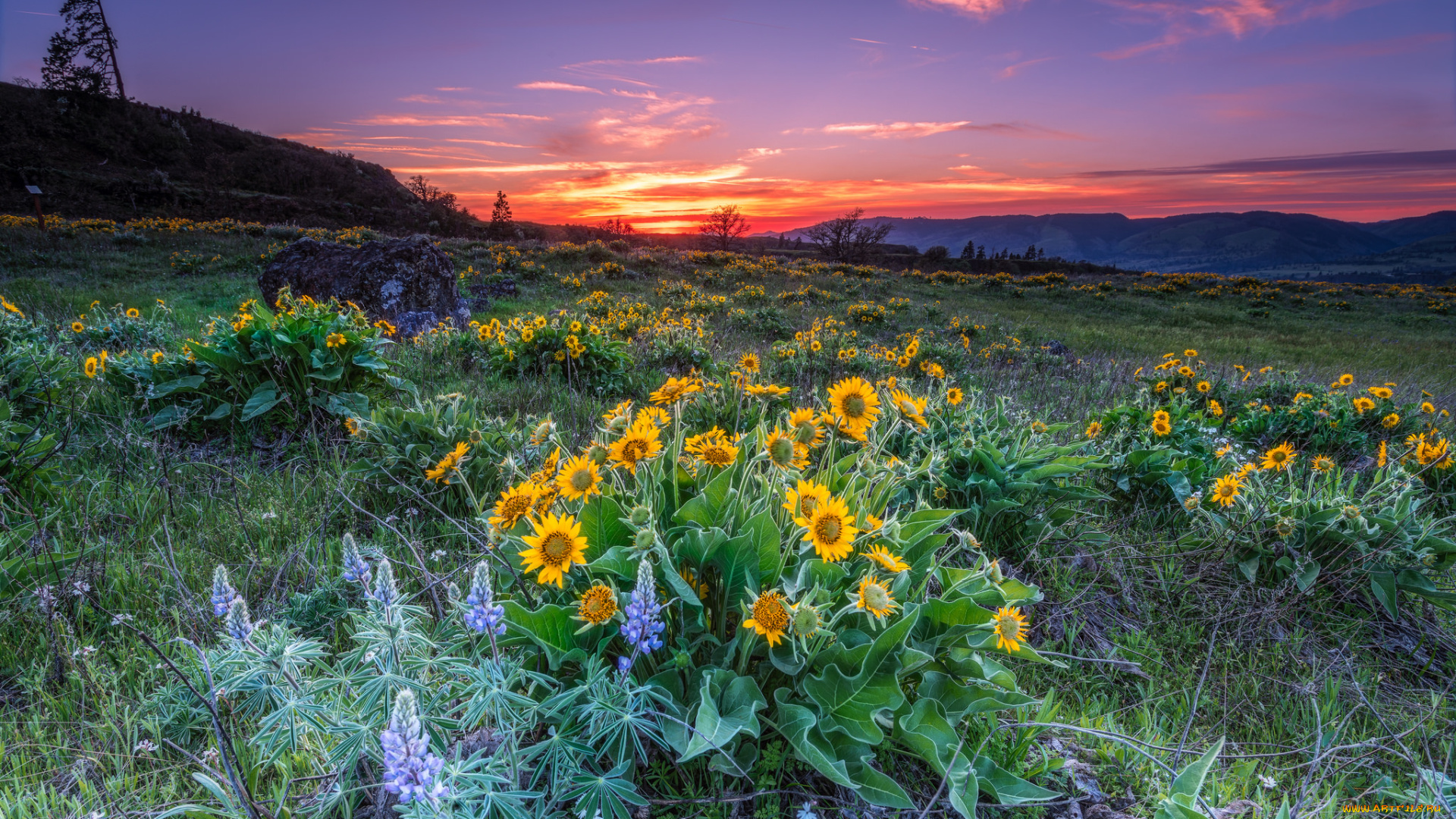 природа, луга, простор