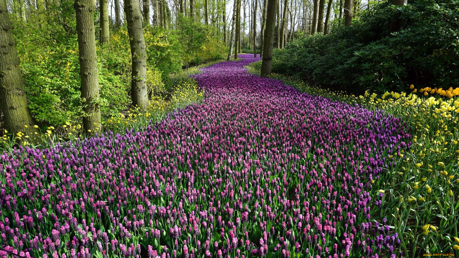 природа, парк, весна, цветы, деревья
