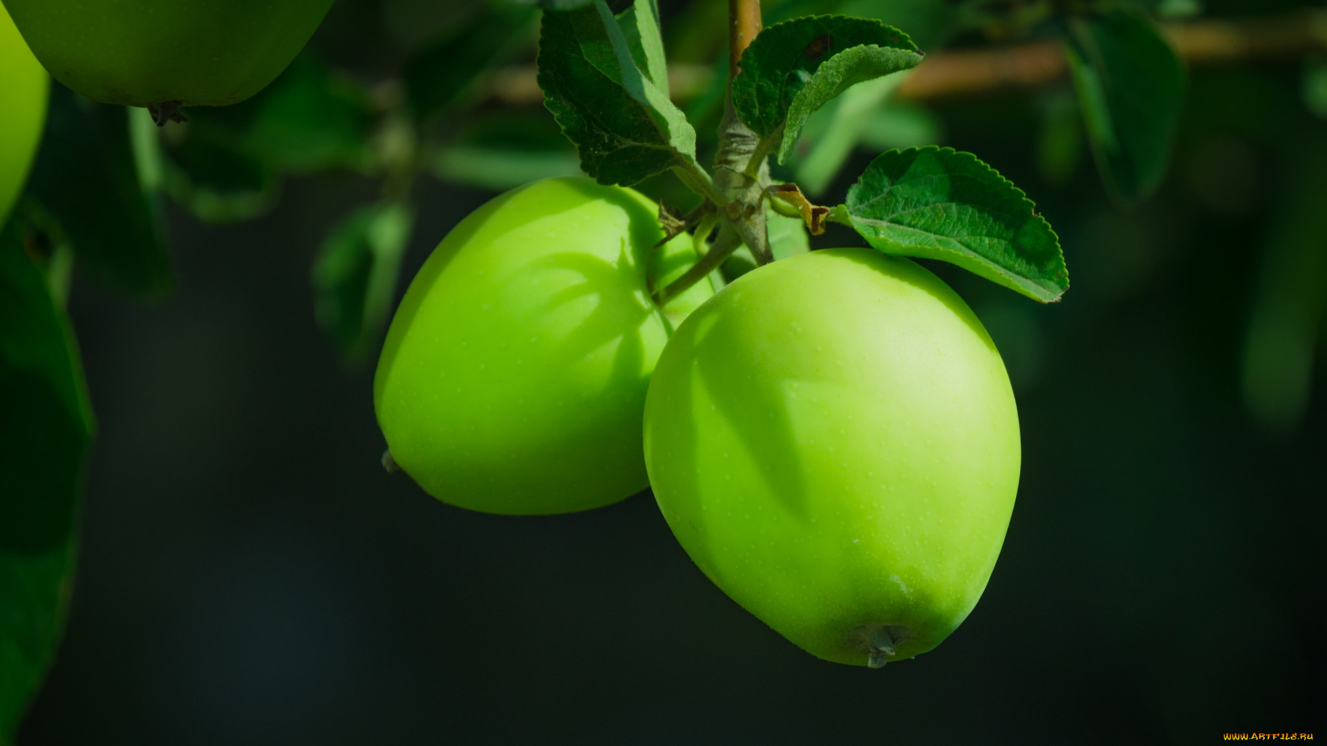 природа, плоды, яблоки